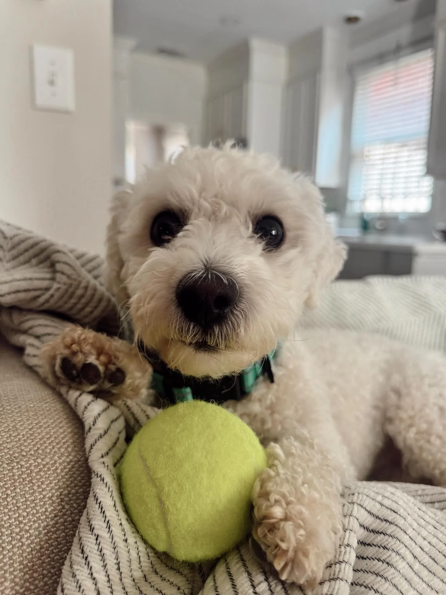 In case you needed something to cheer you up today, here&rsquo;s a series of Gracie being super cute with her ball🥰 
#petcare #petcareprovider #petcareprofessionals #dogwalking #dogwalker #petsitting #dogsofinstagram
