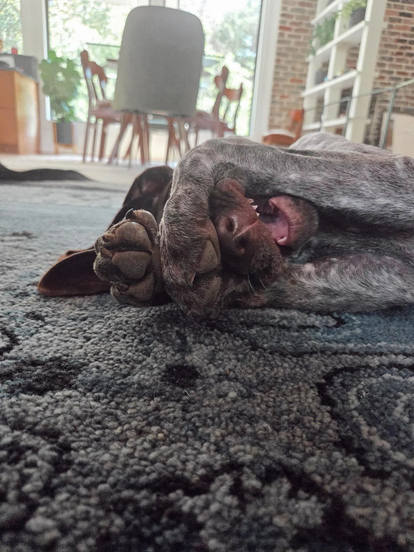 Hiding from Monday like&hellip;.🙈 
#mondaymood #petcareservices #petcareprovider #dogwalkersofinstagram #dogsofinstagram