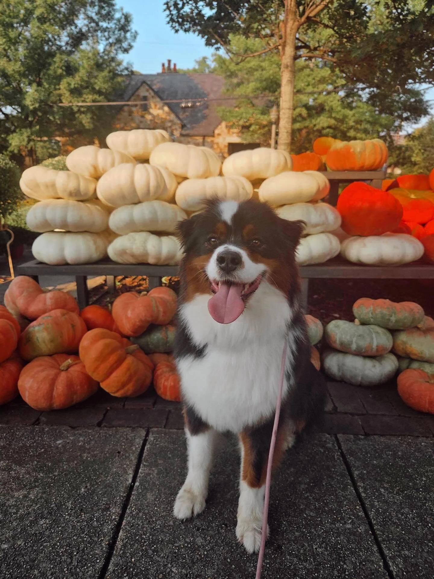 How&rsquo;d we get so lucky to get to walk such photogenic pups?? 🥹 
#dogsofinstagram #photogenicdog #fall #petcare #dogwalker