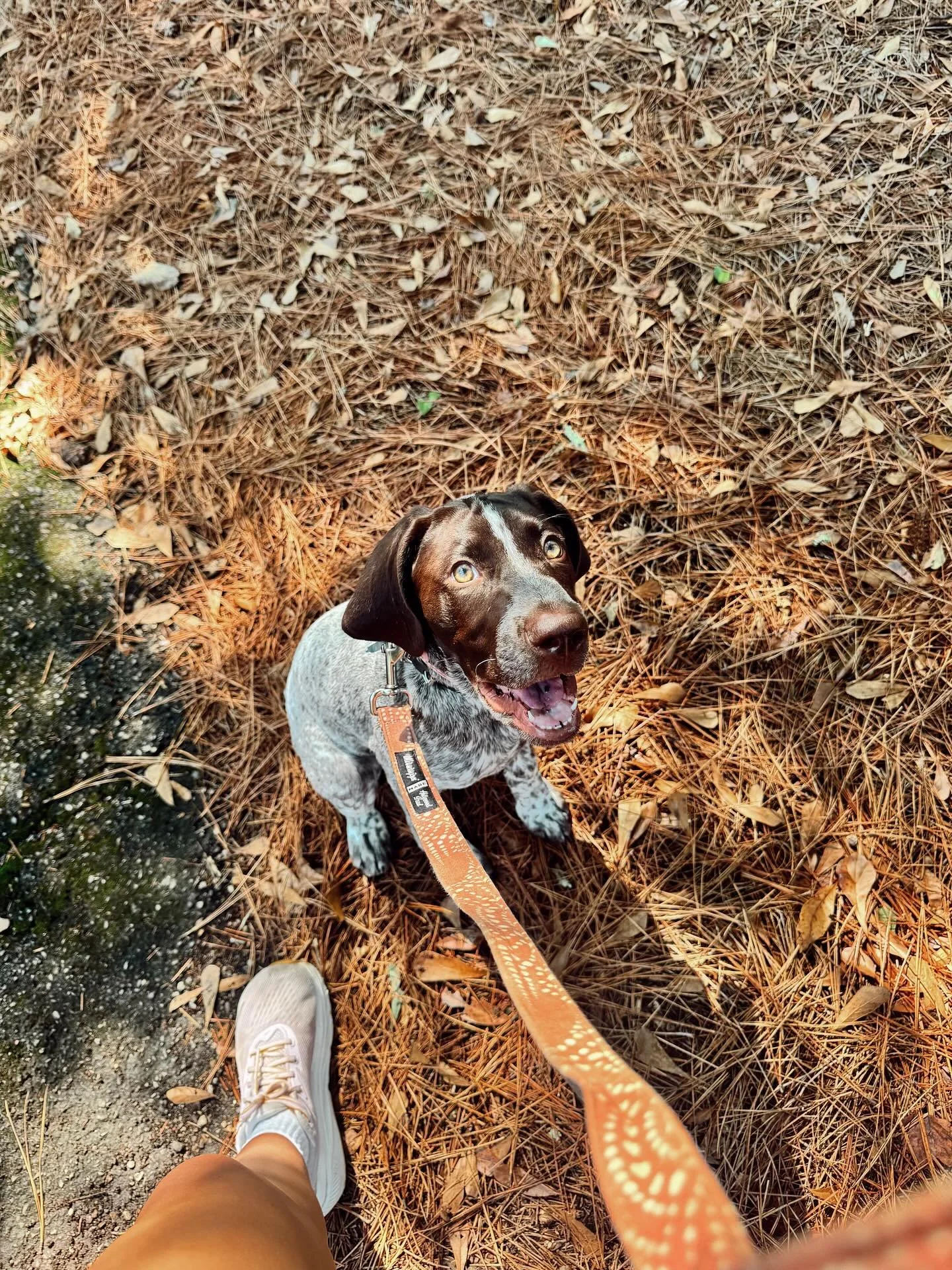 Some sweet friends wishing everyone a happy first official day of fall! The BEST time of year for walks!!🍂🎃