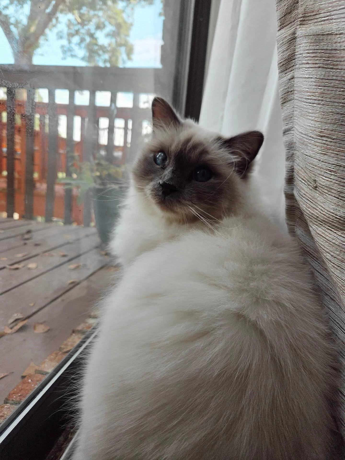 We love our feline friends just as much as our pups and always get excited to see them on our schedules!! also - how gorgeous?!😻🐱🐈