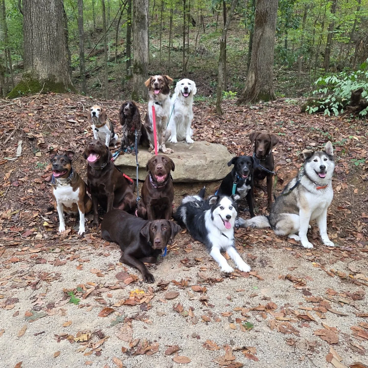 The best looking crew of Mountain Brook! 

#packwalk #dogsoﬁnstagram #dogwalkingadventures