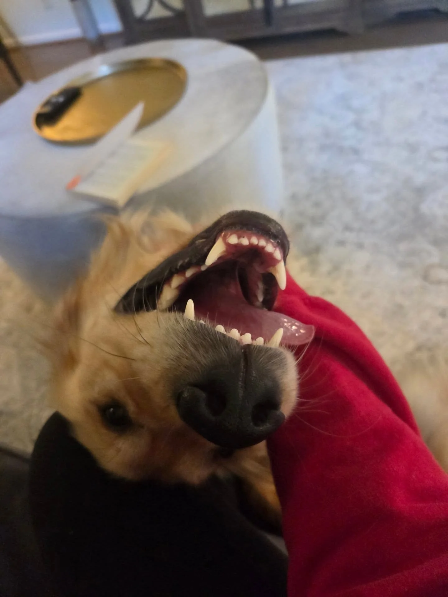 Scooter said theres no Monday blues for him, cause he got to start his week off with a visit from his favorite dog walkers!