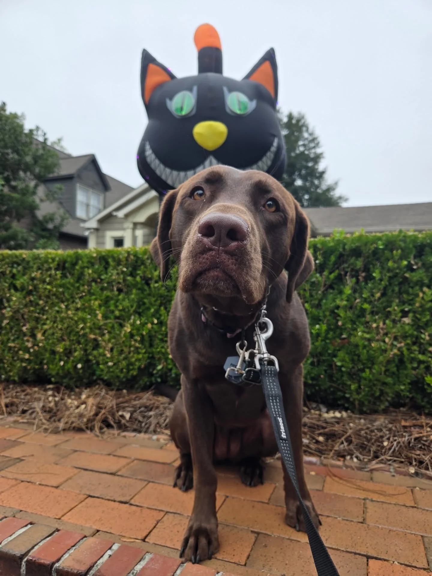 &quot;It's behind me isn't it?&quot; - Piper