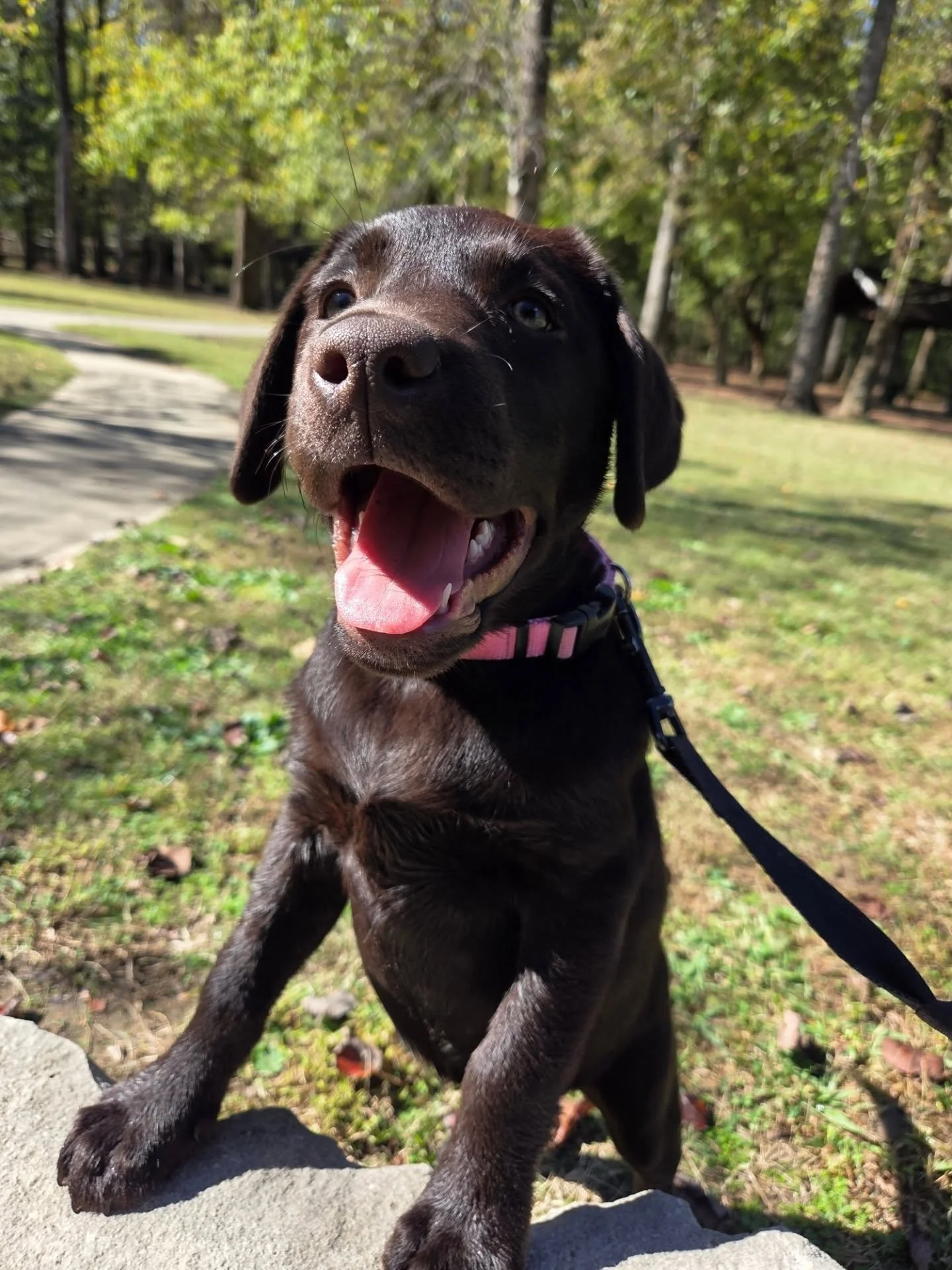 Happy Halloween! We hope its no tricks and all treats for your fur babies today!