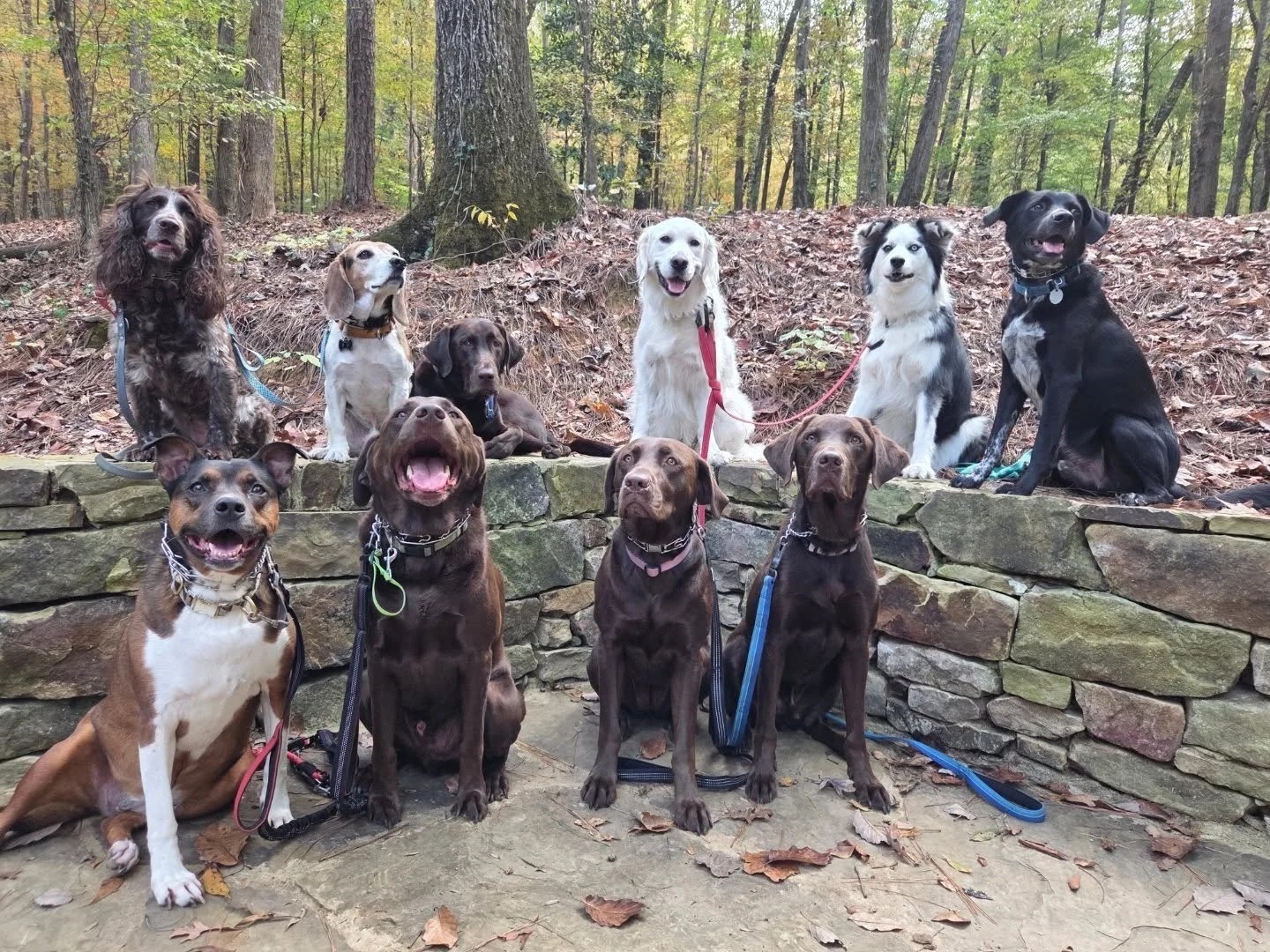 The coolest pups in Mnt Brook!
