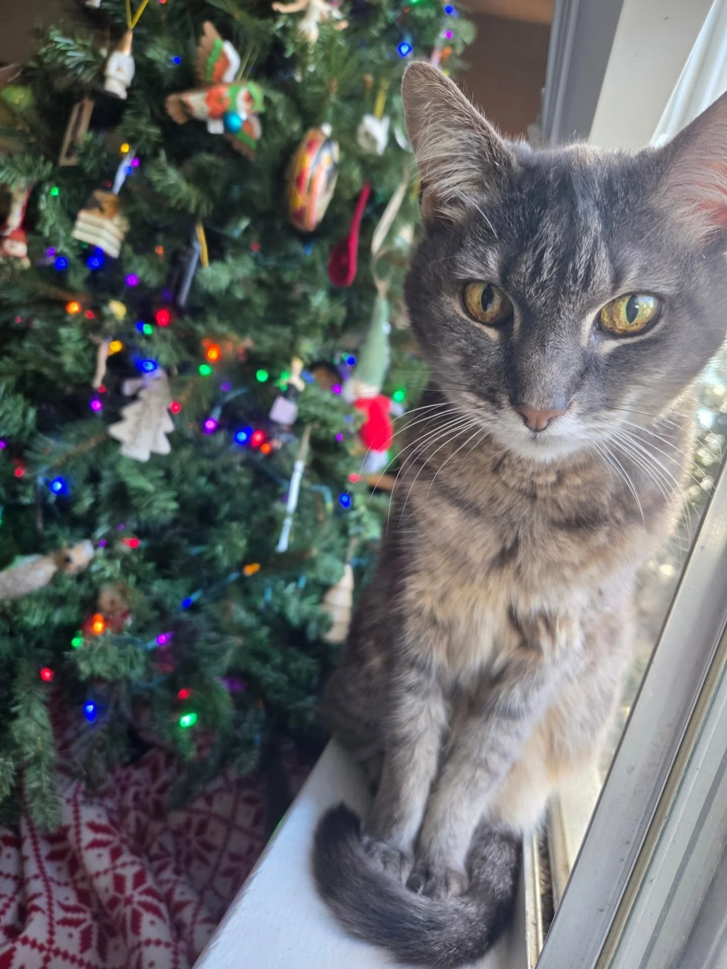 One of our kitty cat clients getting into the Christmas spirit early! Do you decorate for Christmas BEFORE or AFTER Thanksgiving?