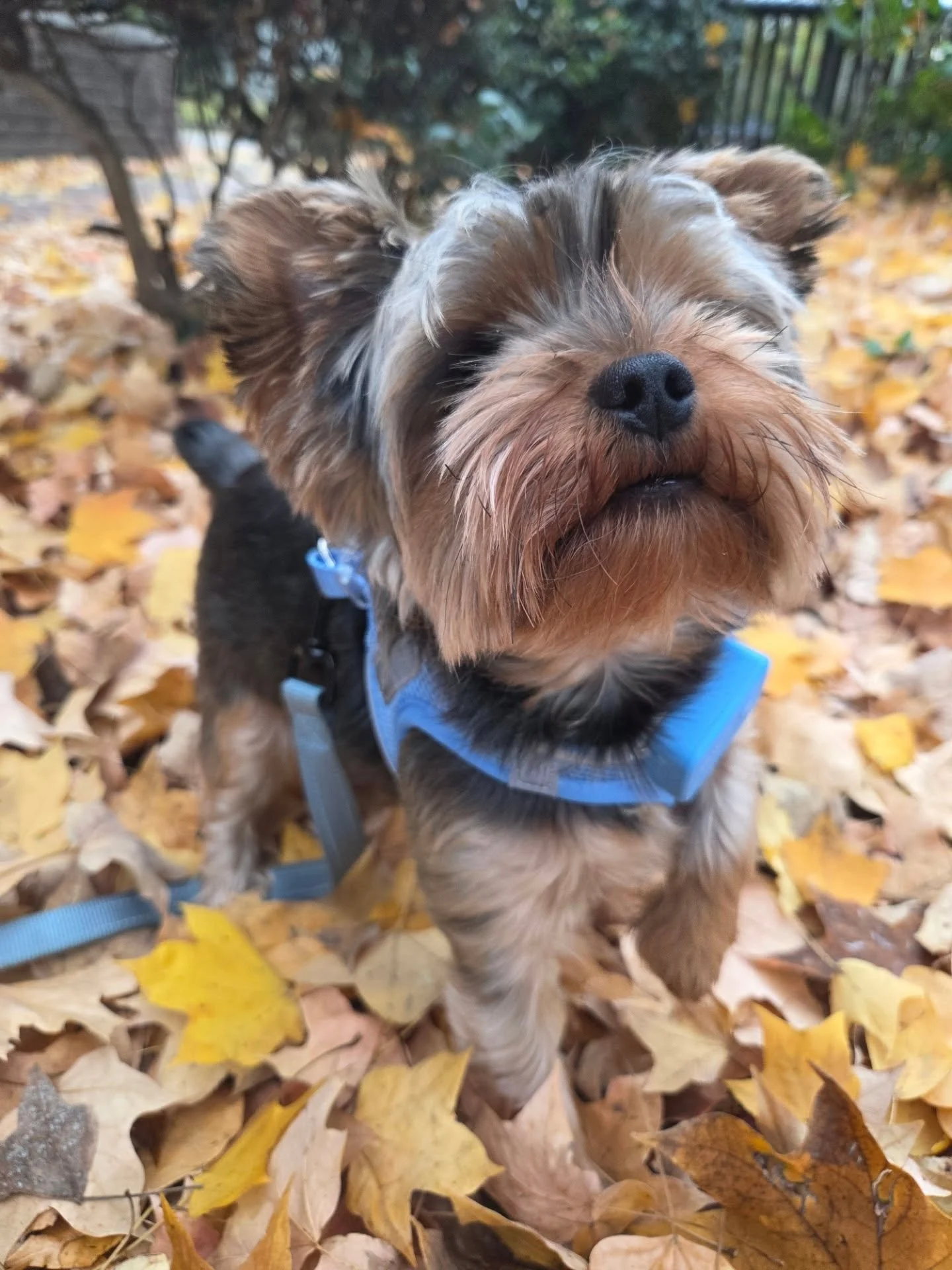 Dogs in fall leaves are our favorite!