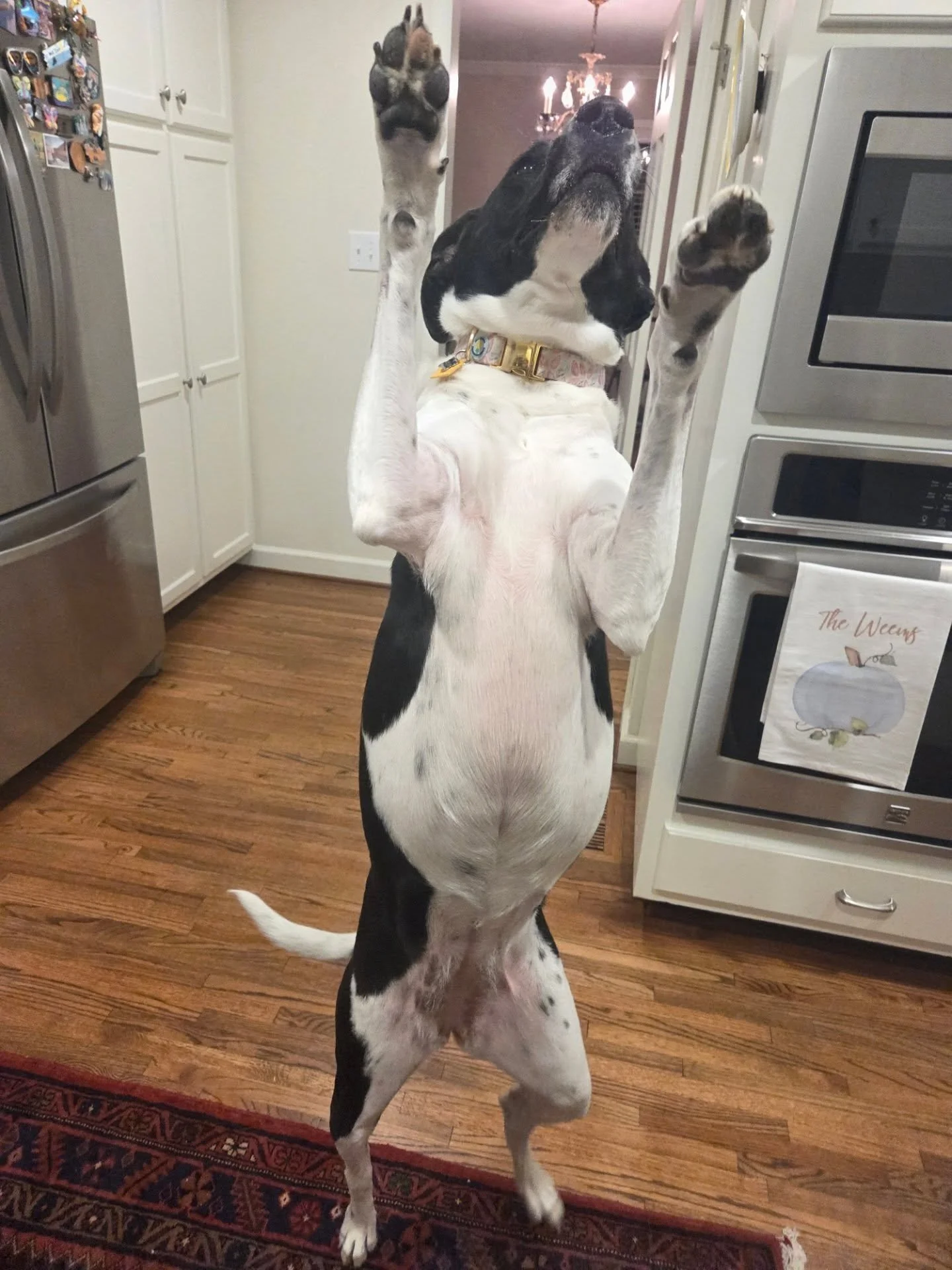 "MY FAVORITE FRIENDS ARE HERE!- Sadie
Sadie loves her visits with her best pals from Wag-N-Ride!