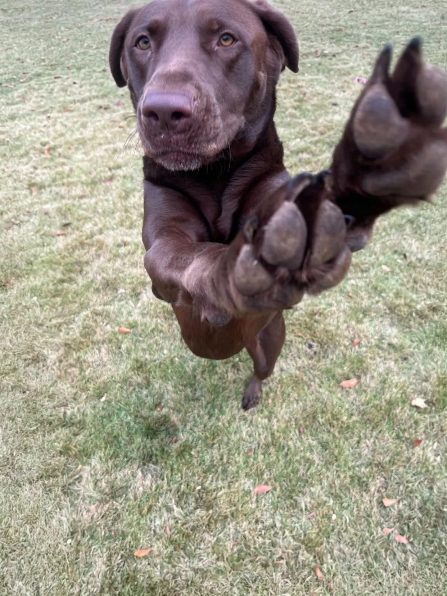 "My favorite dog walkers are here!!!"- Piper