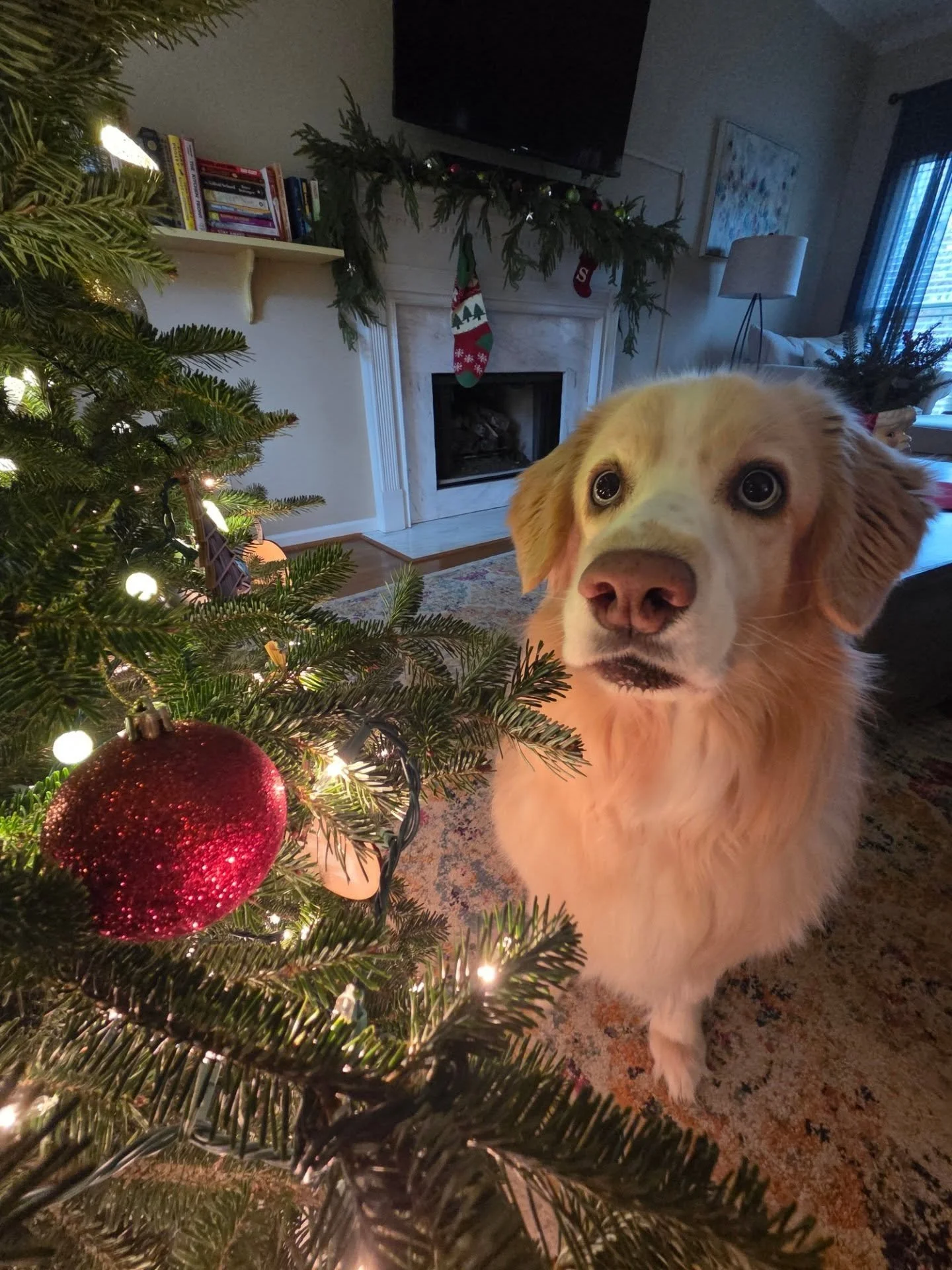 Santa Paws will be here in a week!!