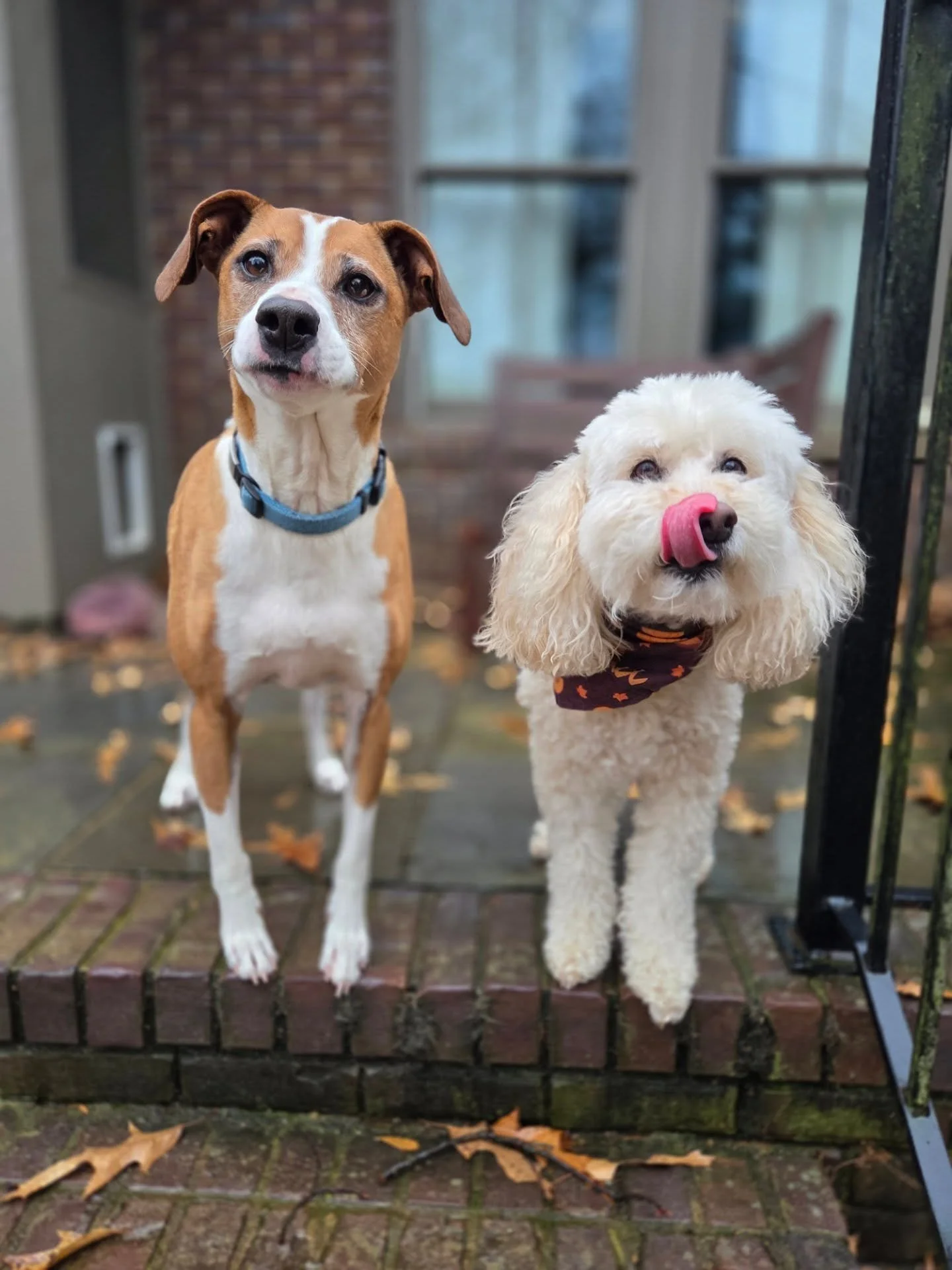 Happy New Year's Eve from Hank amd Bella!!