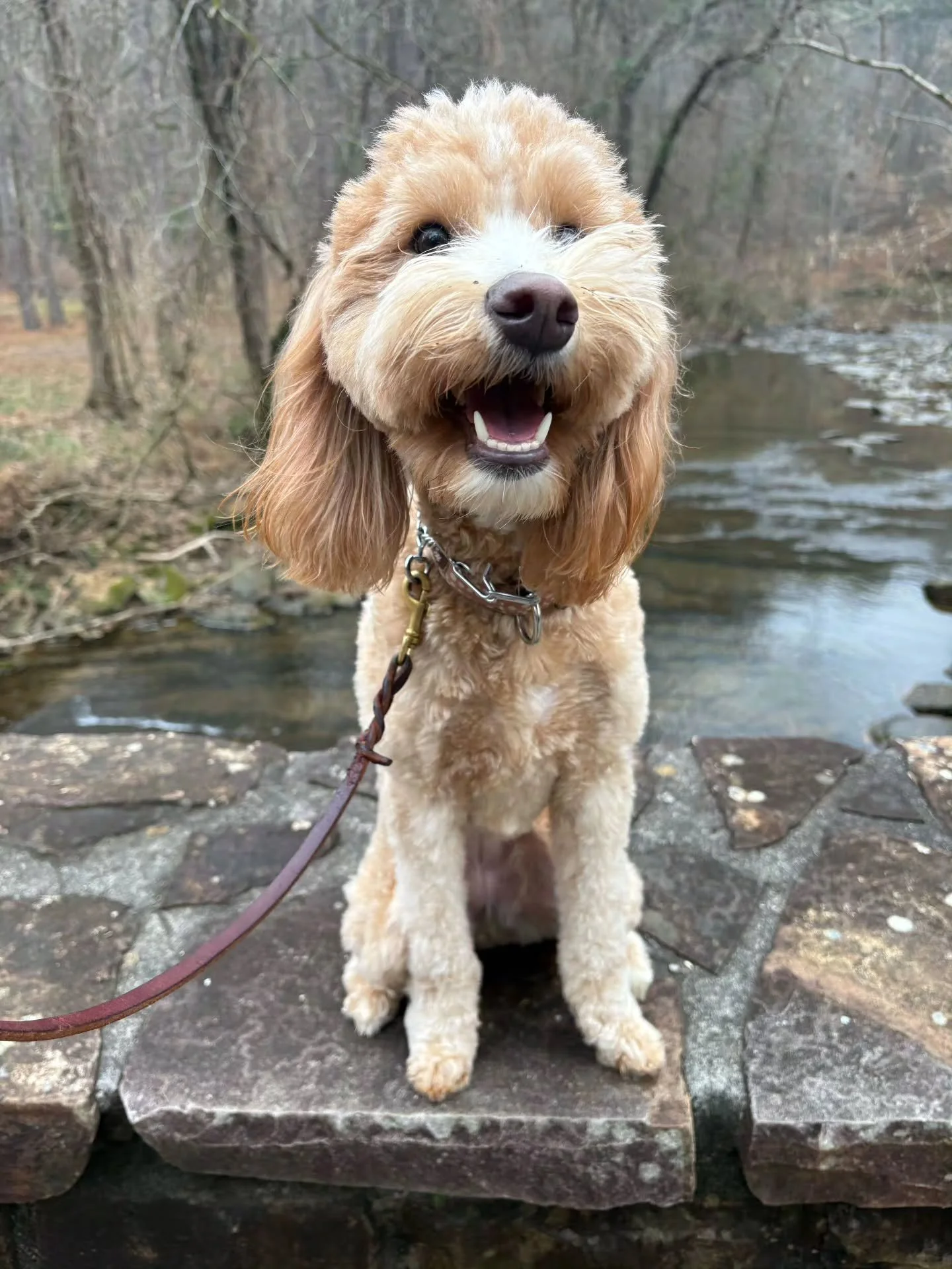 Biscuit is all smiles on her walks with Wag-N-Ride!