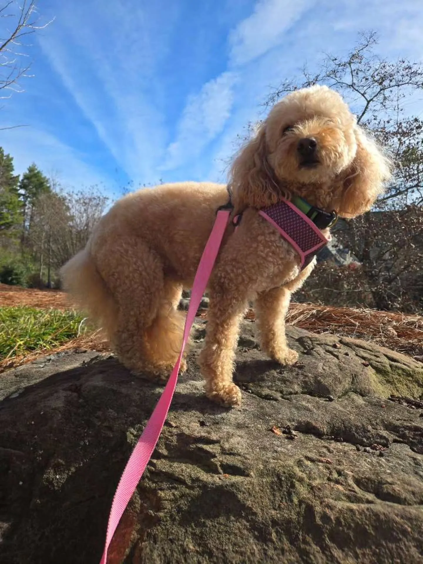 Happy Wednesday from Gracie!!!