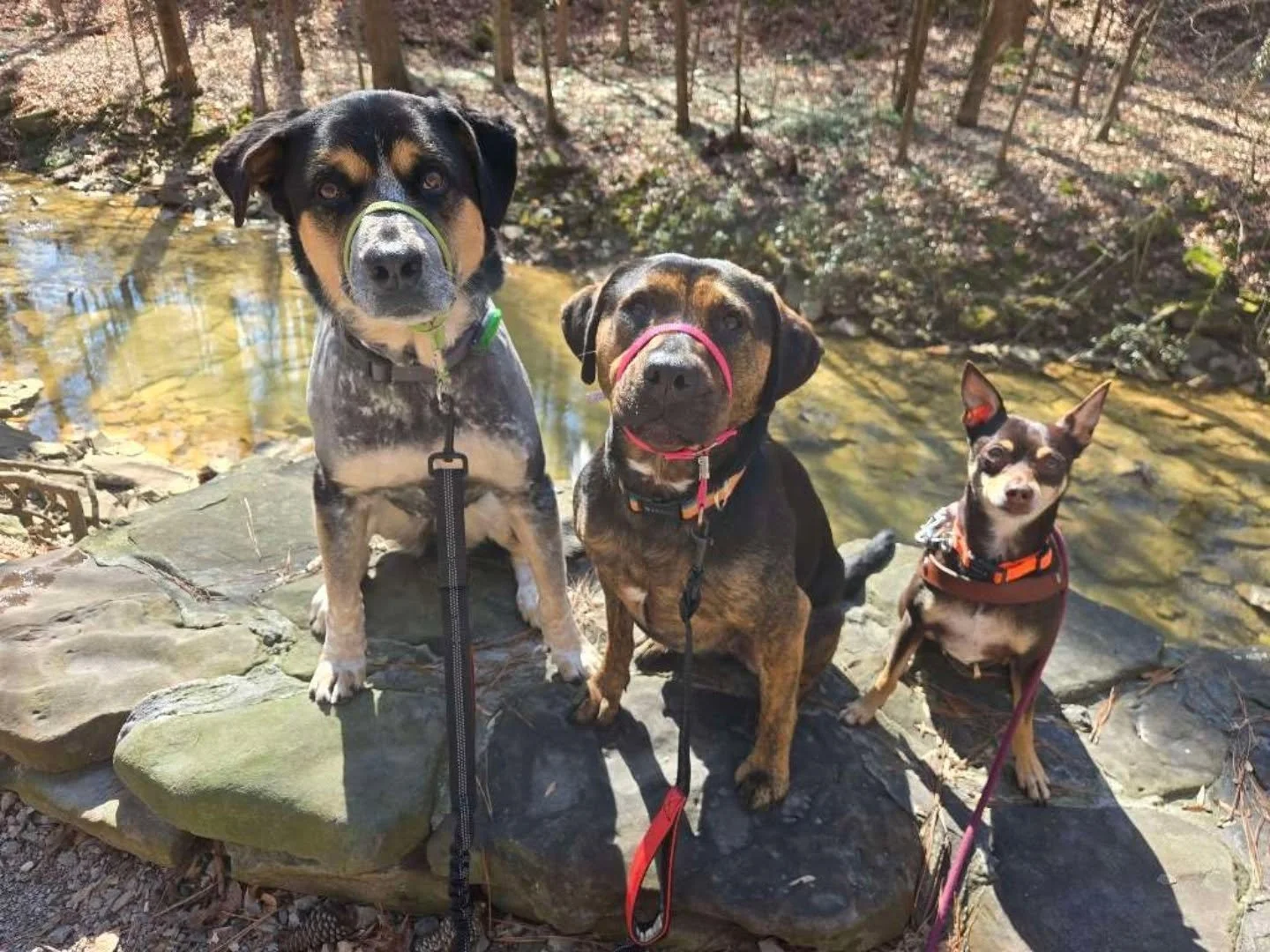 Yesterday's weather was too perfect to pass up a walk at the park!