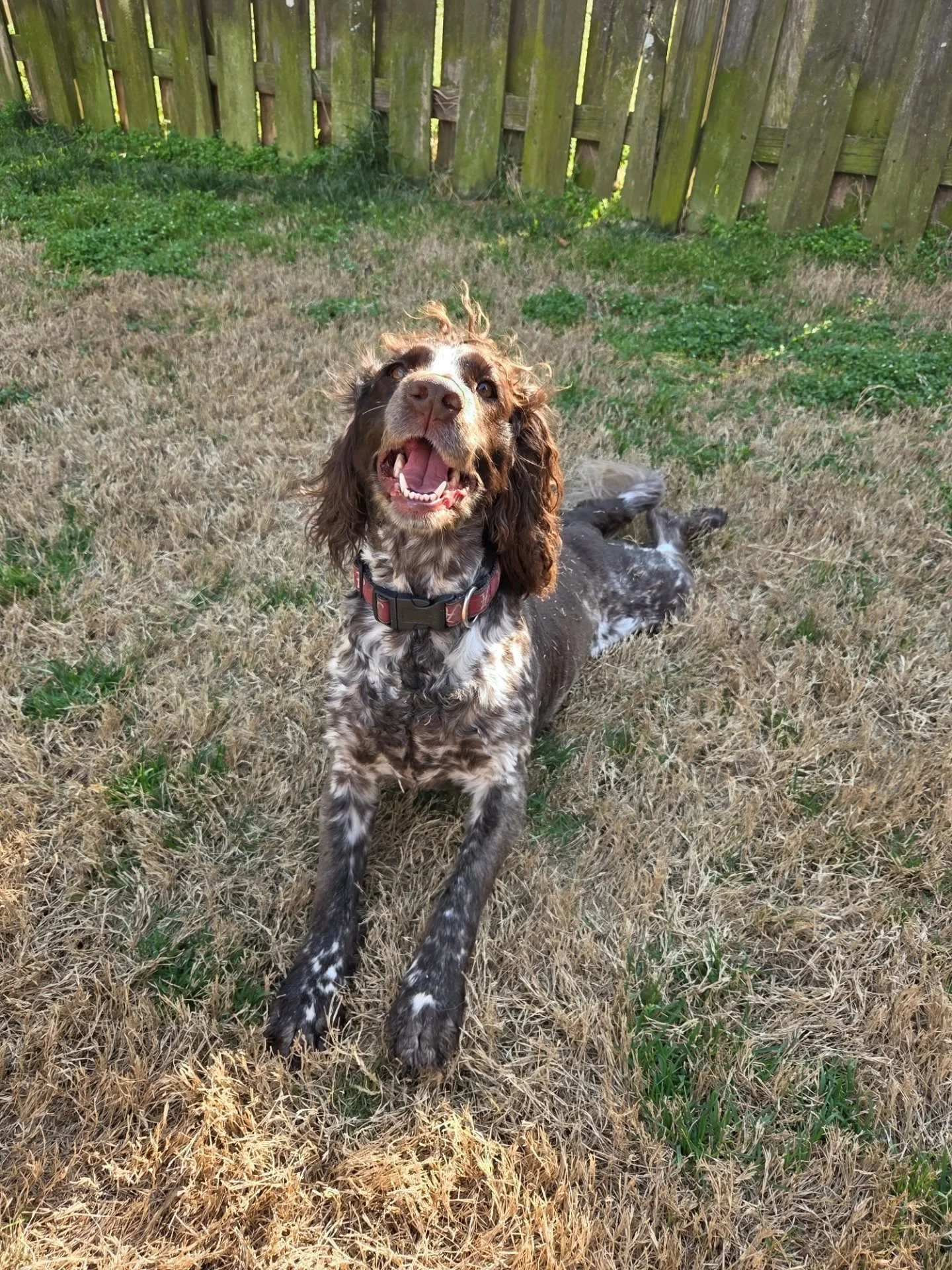 Wag-N-Ride is always accepting new clients! 

Look at all these happy faces! Your pet will thank you for choosing a team of professionals to take care of them!! 

We provide peace of mind for our pet parents! But why us, you ask?

1. Consistent relia