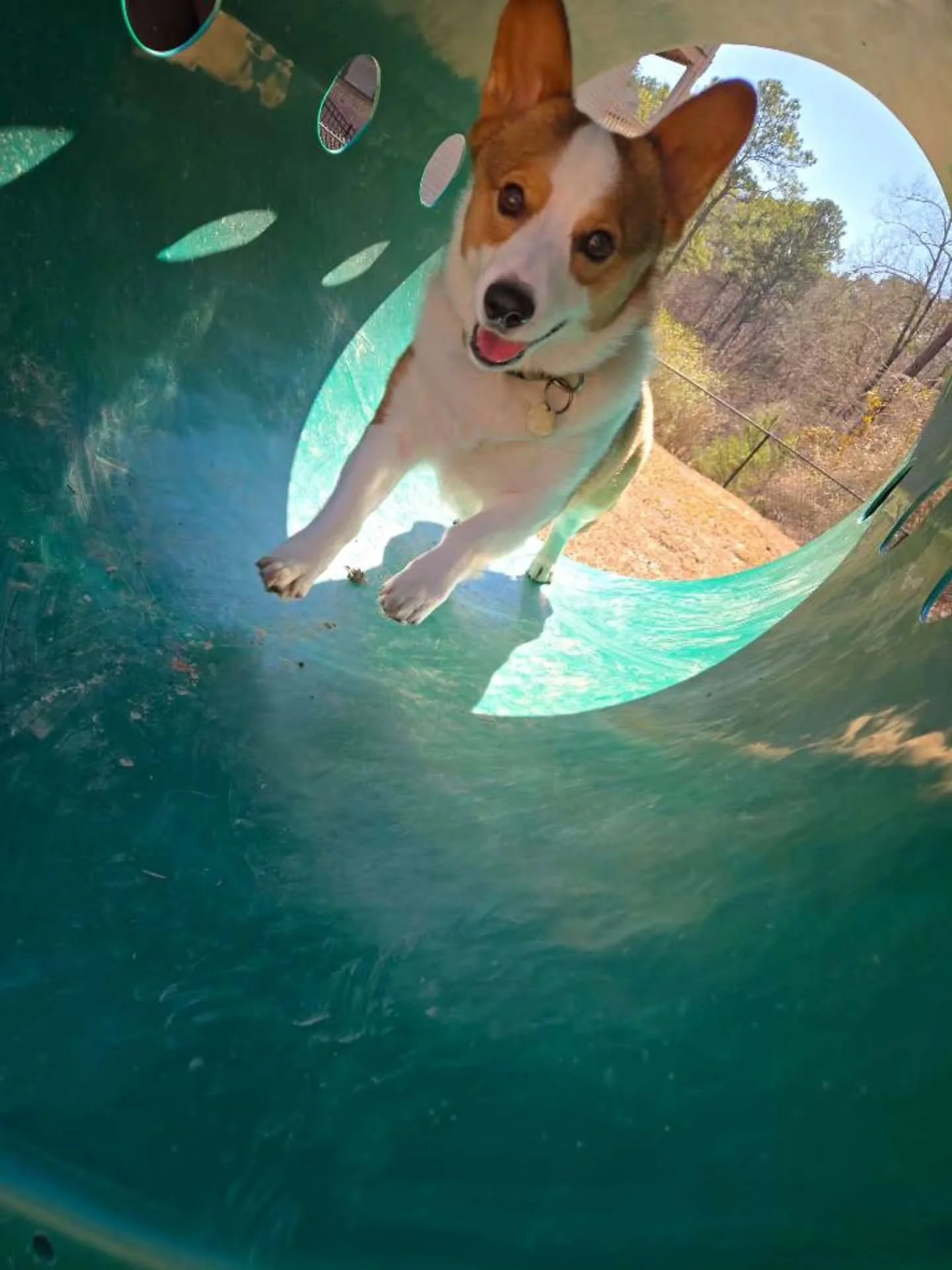 We love getting to see Toast!!! He has @asthedogwalks as his main walker, but we fill in as back up! And boy oh boy do we never mind seeing this happy pup!