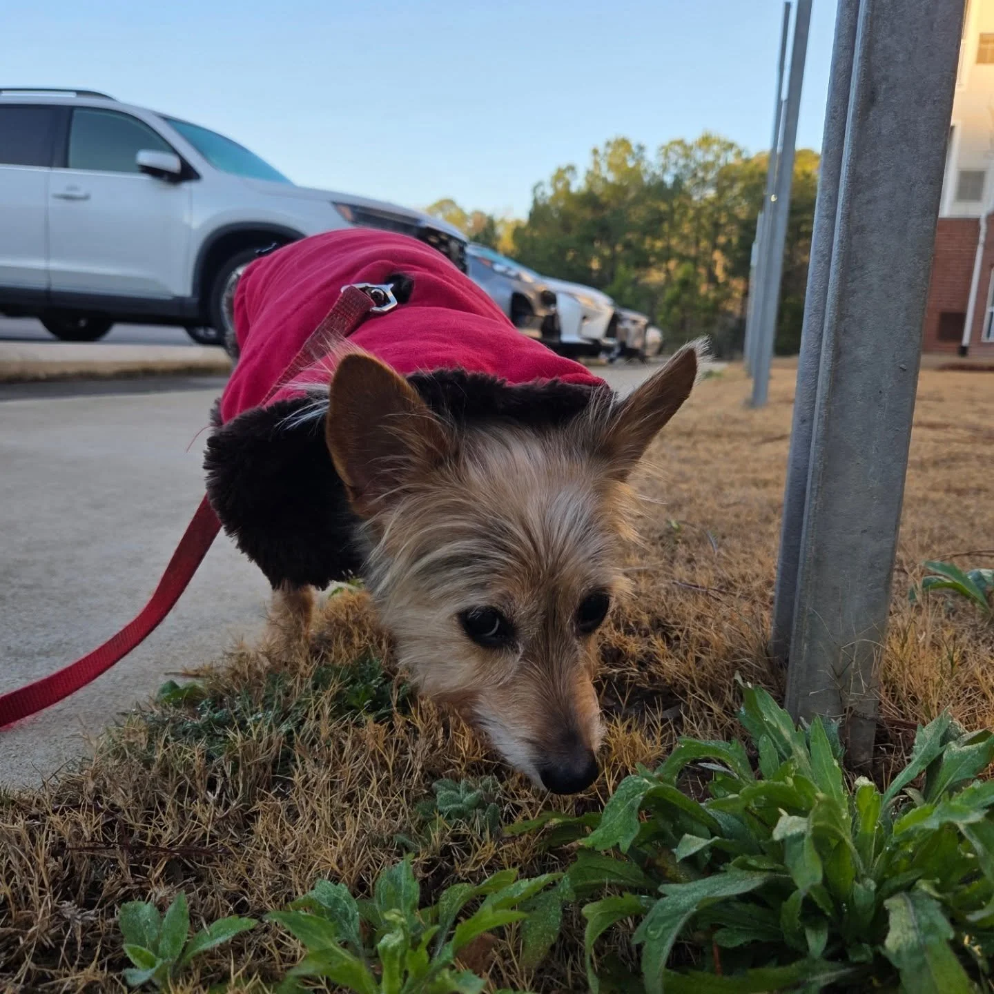 Skeeter getting his morning sniffs in before the day gets started!