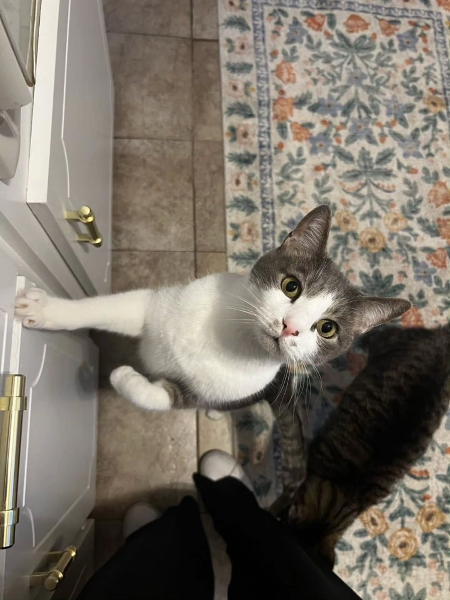 "Feed us meow!!" -Charlie and Lily probably
