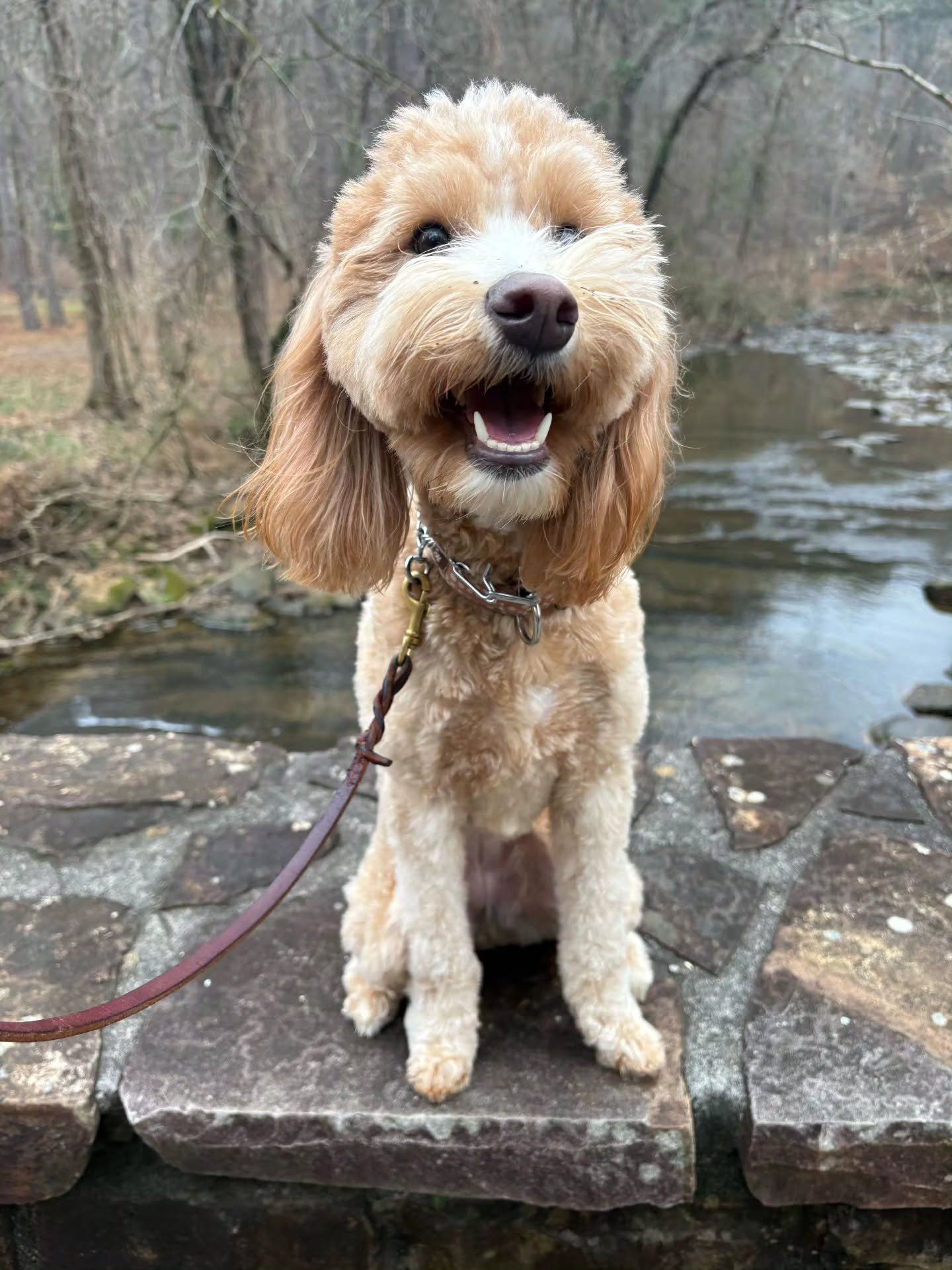 Biscuit is all smiles on her walks with Wag-N-Ride!