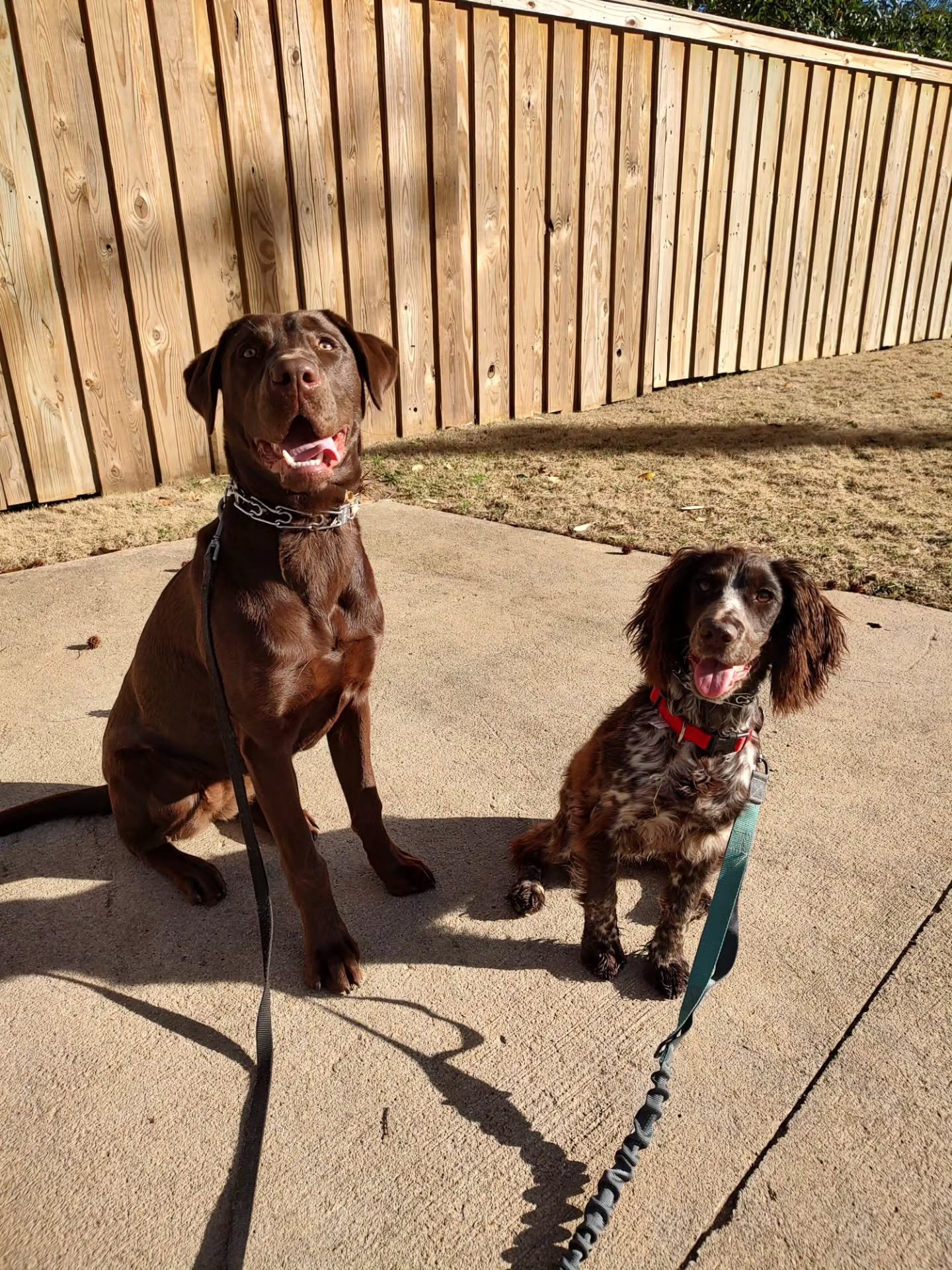 Excuse me while I go cry! First photo is Jan 2023 and 2nd photo is today. Ive known these 2 since they were just little 9 week old puppies. They were both around 4 to 5 months old when they first met. Theyve gotten to grow up together... litterally! 