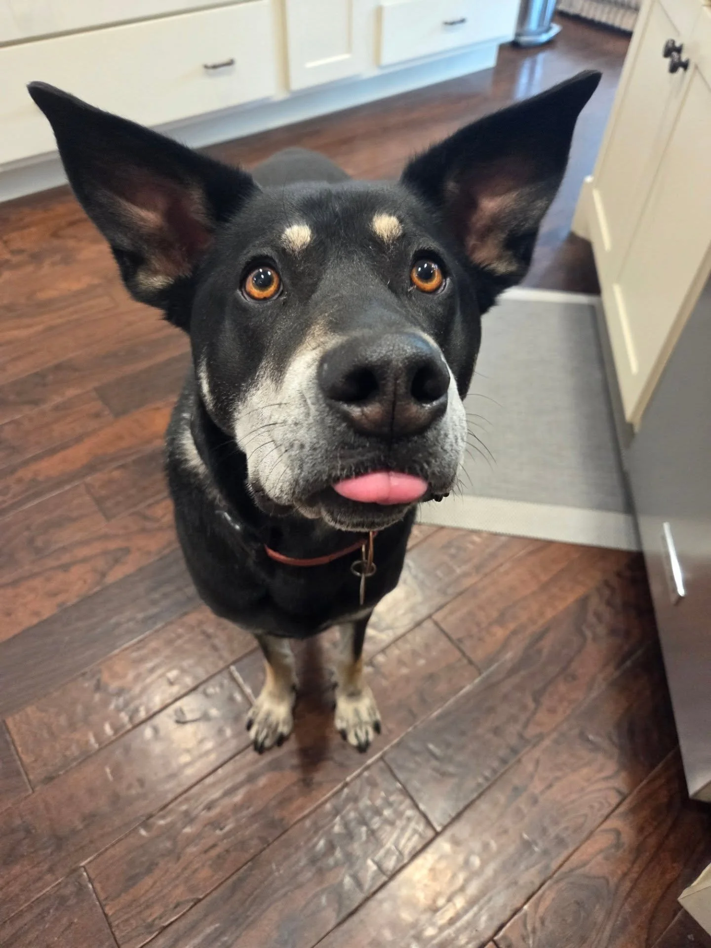 Ranger could fly away with those ears!
