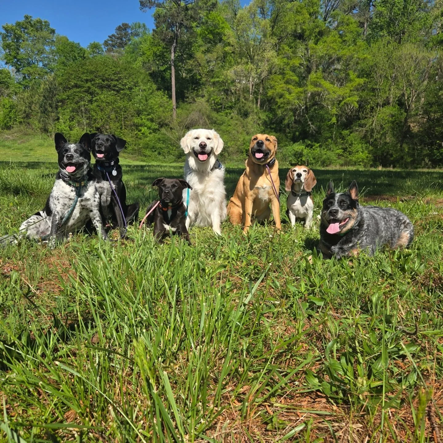 Happy dogs = happy life!