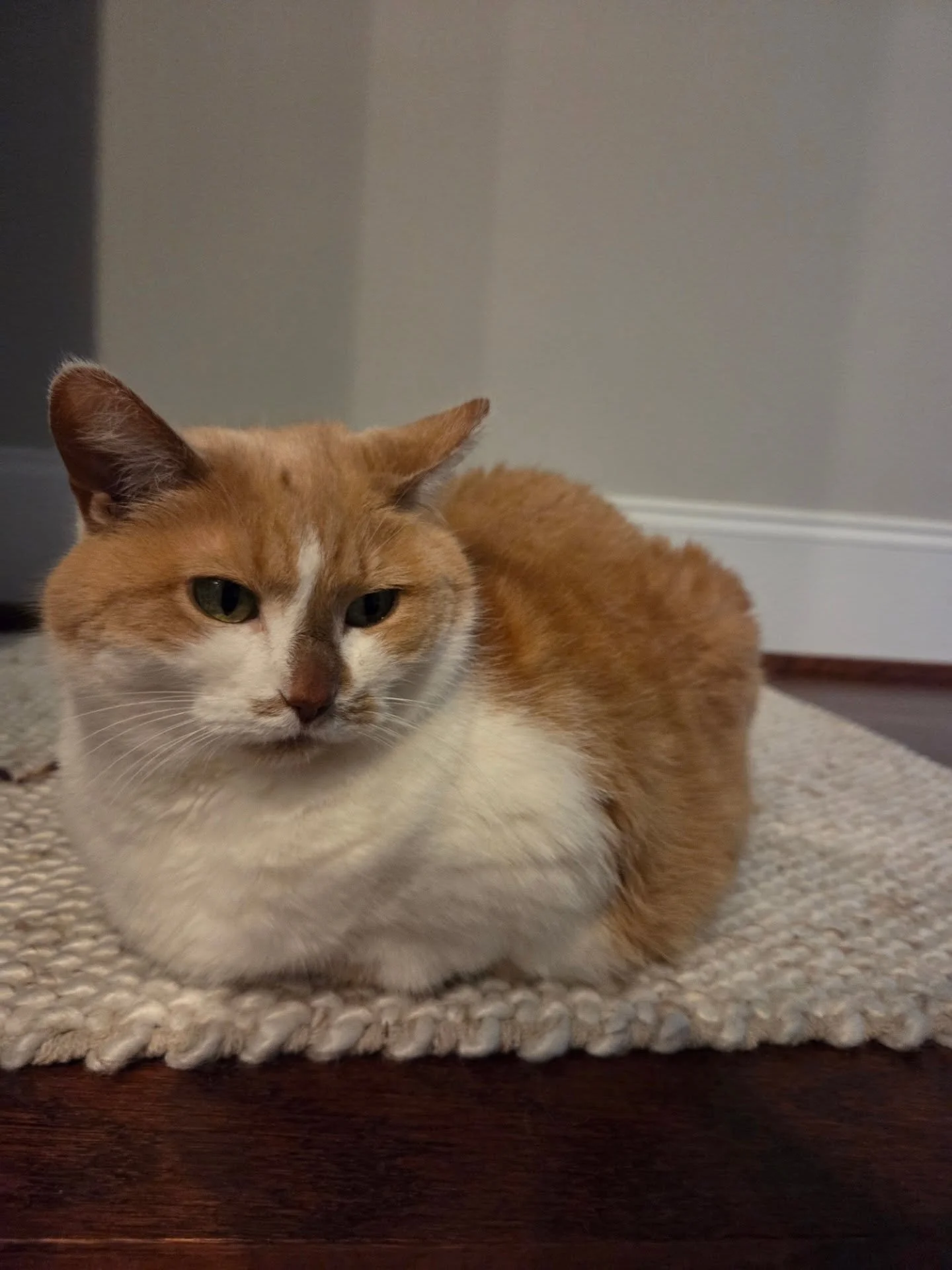 Love a good kitty loaf!