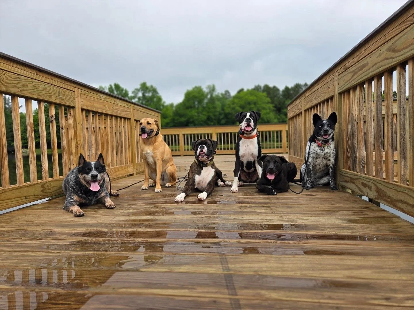 Post rain pack walks!