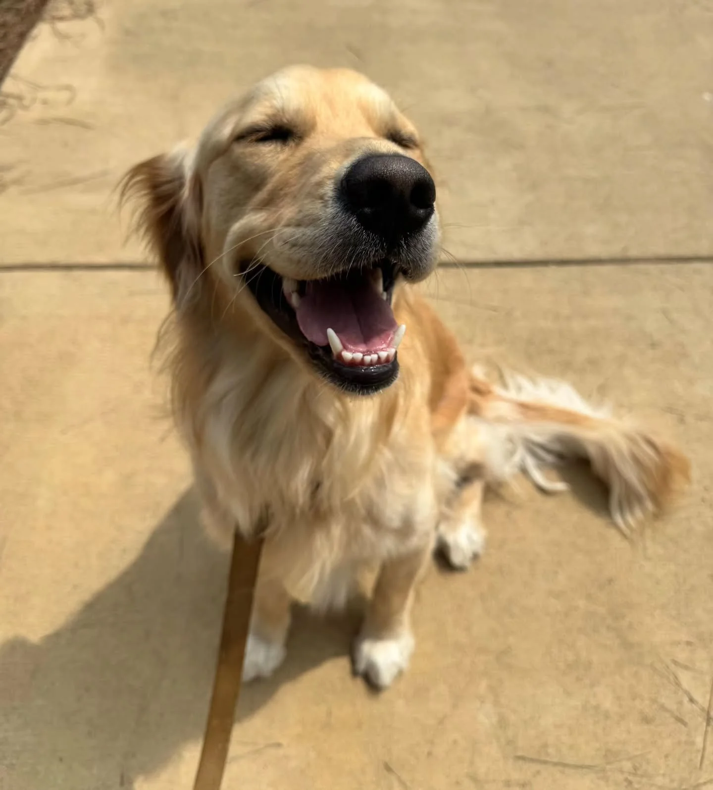When the walks with Wag-N-Ride make you smile real big!