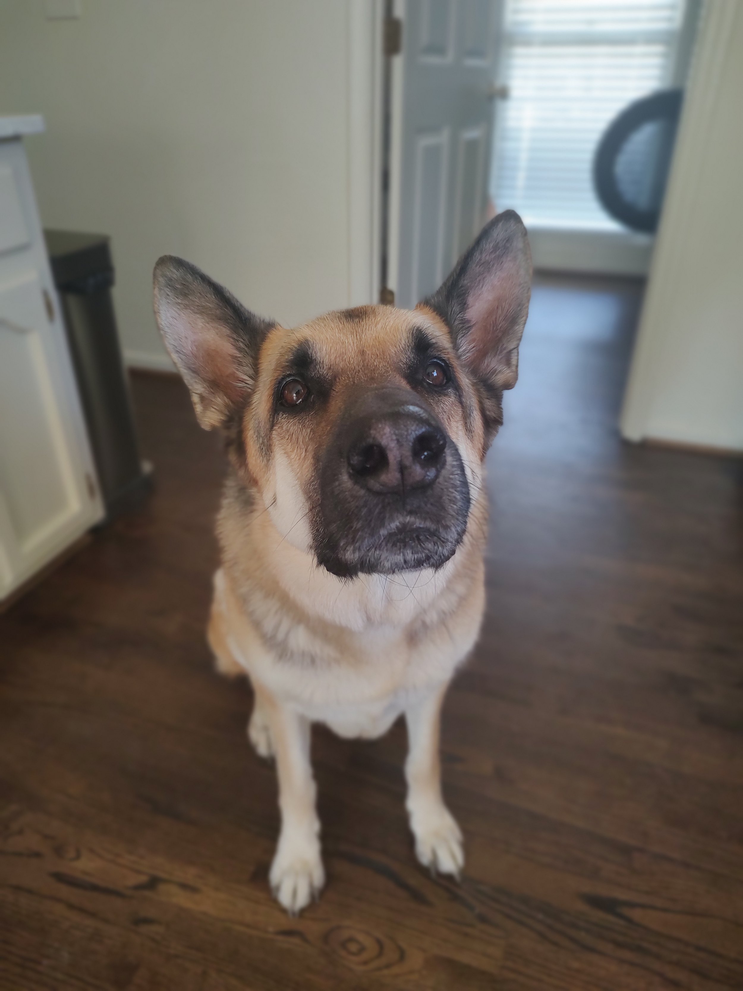 Beau.jpg