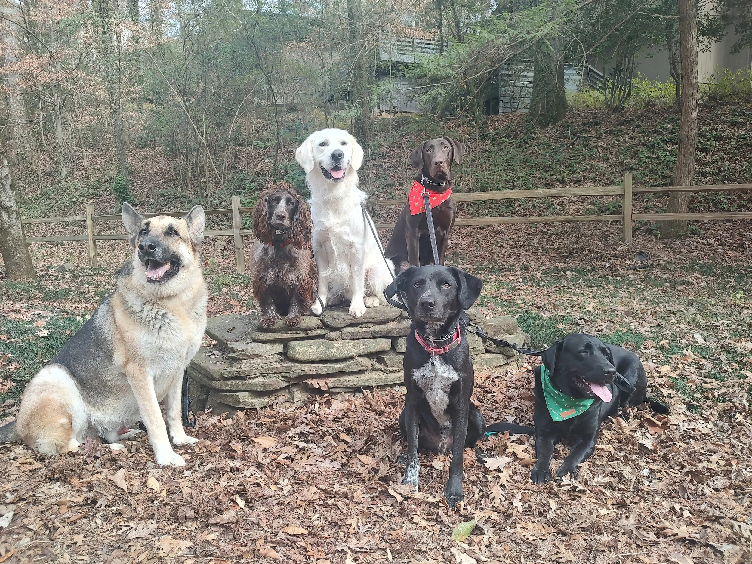 pack walk.jpg