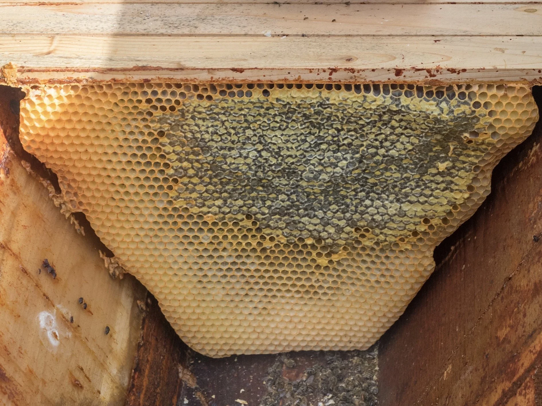 Understanding and Addressing the Crisis of a Queenless Hive — Beekeeper