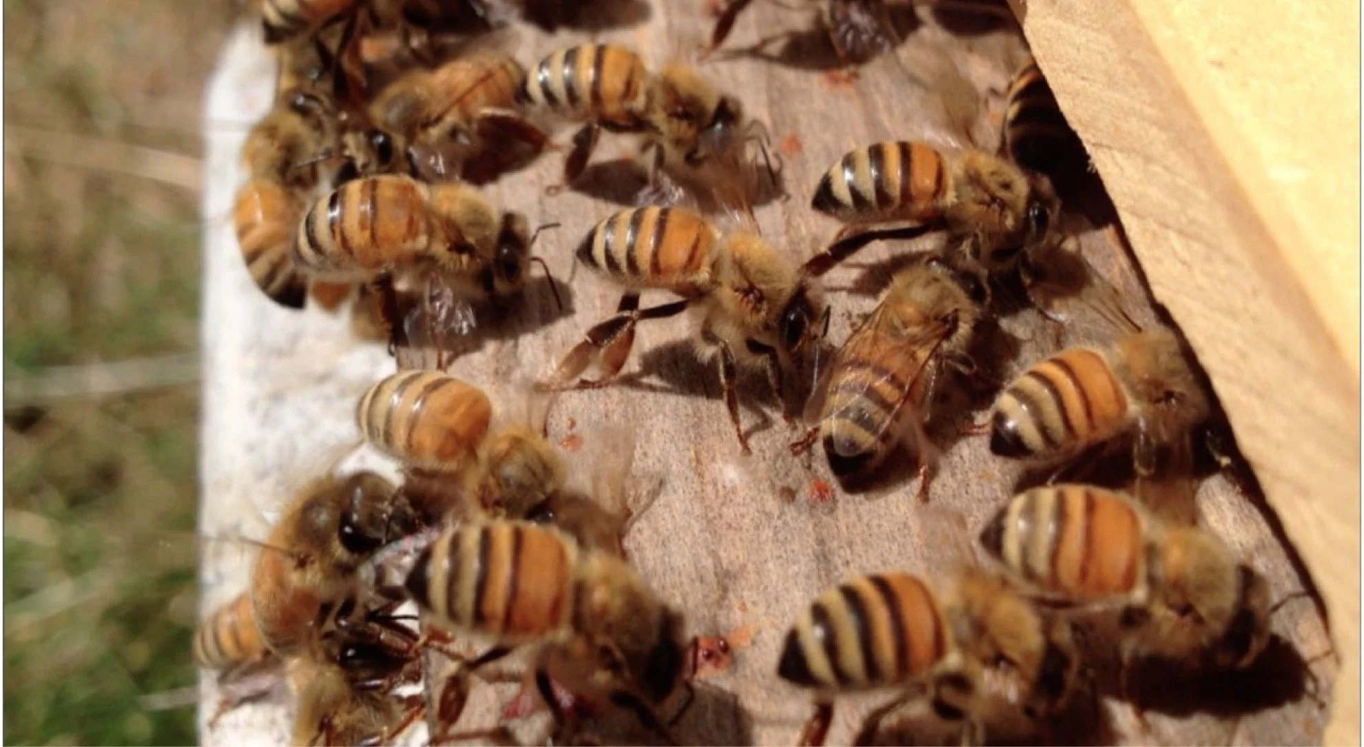 Harnessing Ventilation for Better Honey Crops — Beekeeper Central