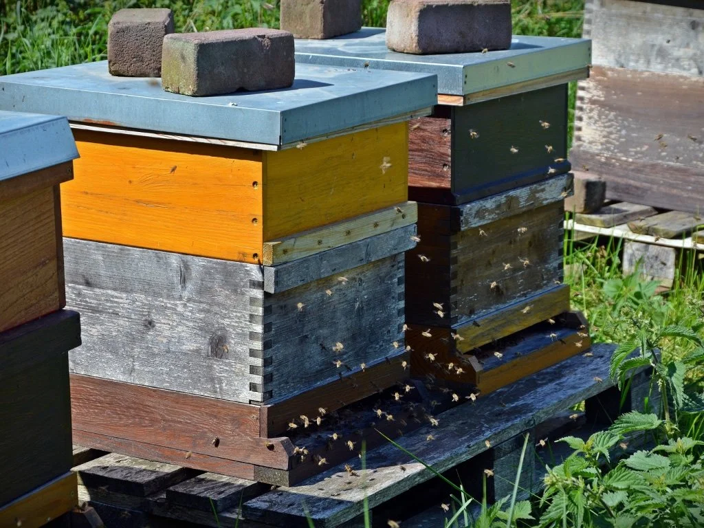 4 Benefits of Keeping Your Beehive on Your Property — Beekeeper Central