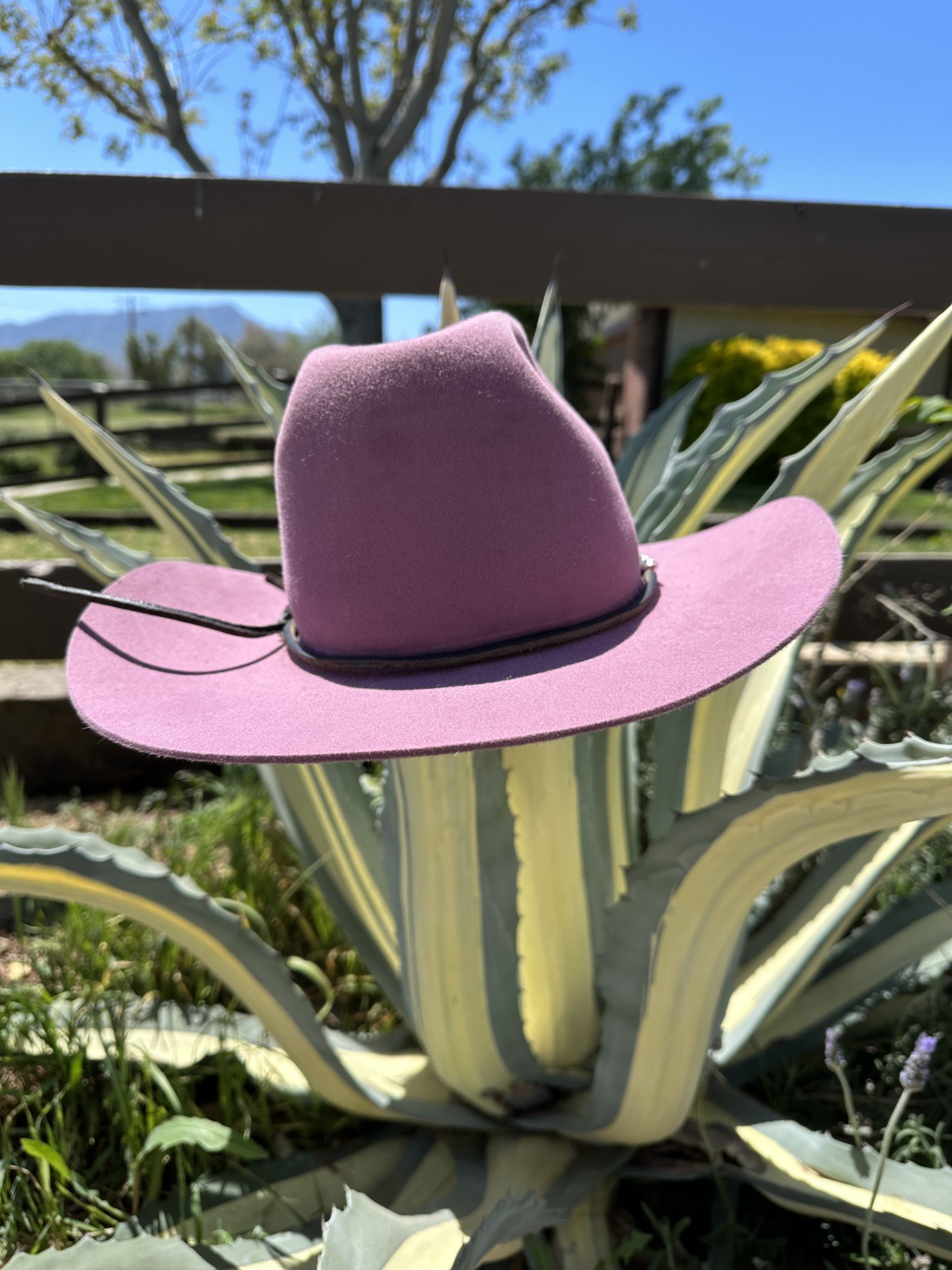 pink4.jpeg