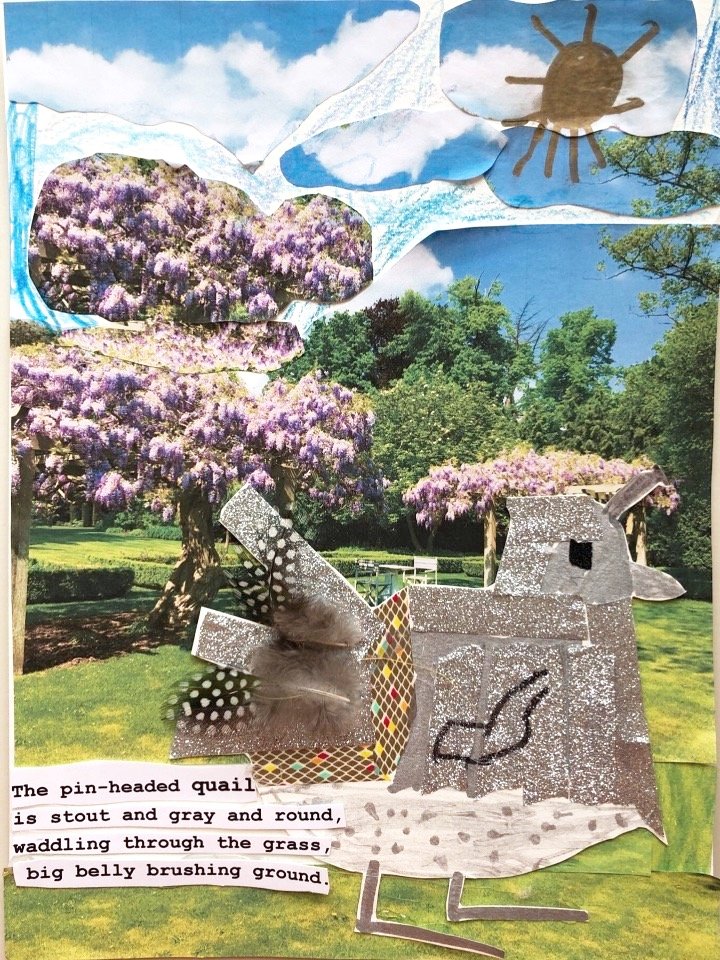 The pin-headed quail is stout and gray and round / waddling through the grass, big belly brushing ground