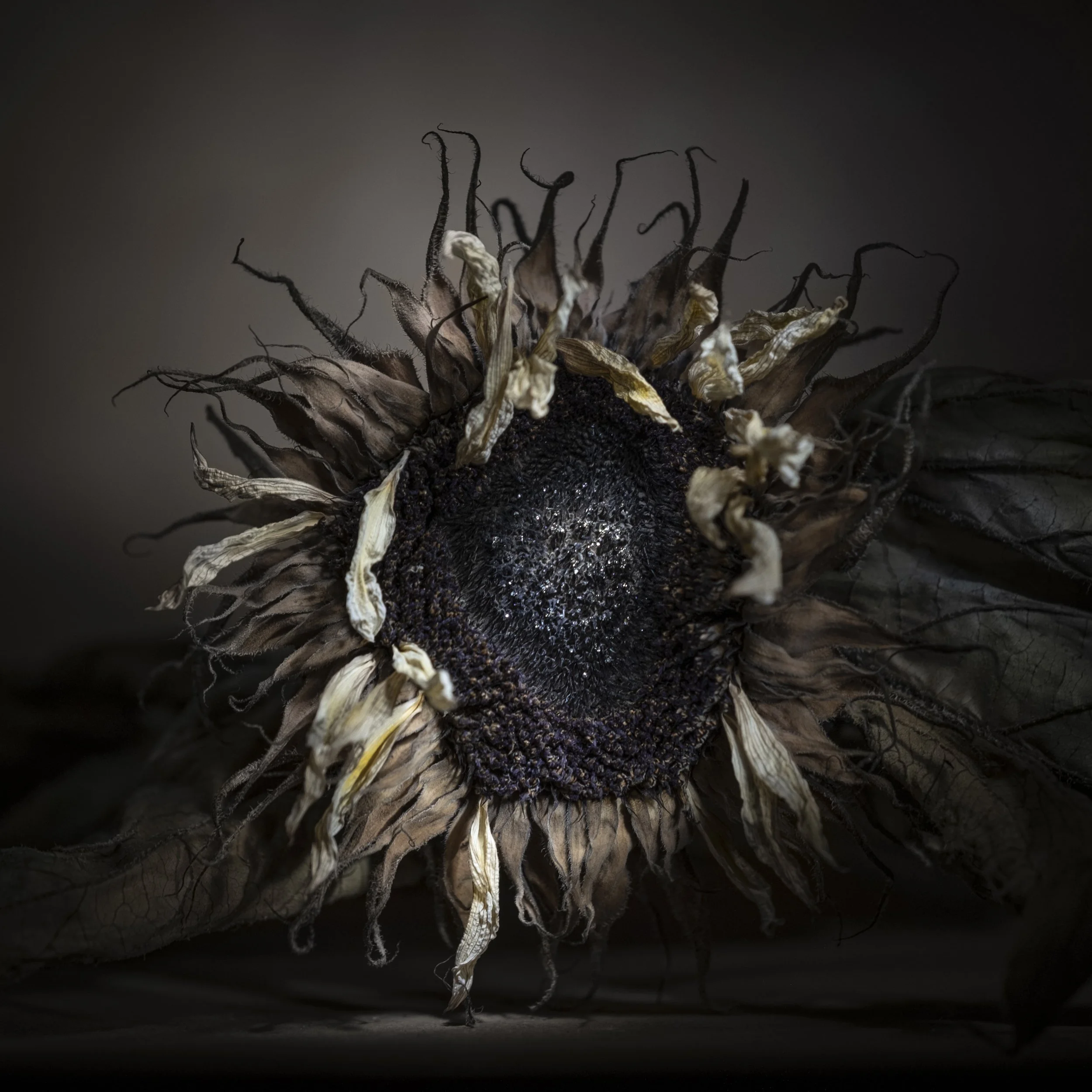 cecilie-aaserud-afterthoughts-sunflower-DSCF7897.jpg
