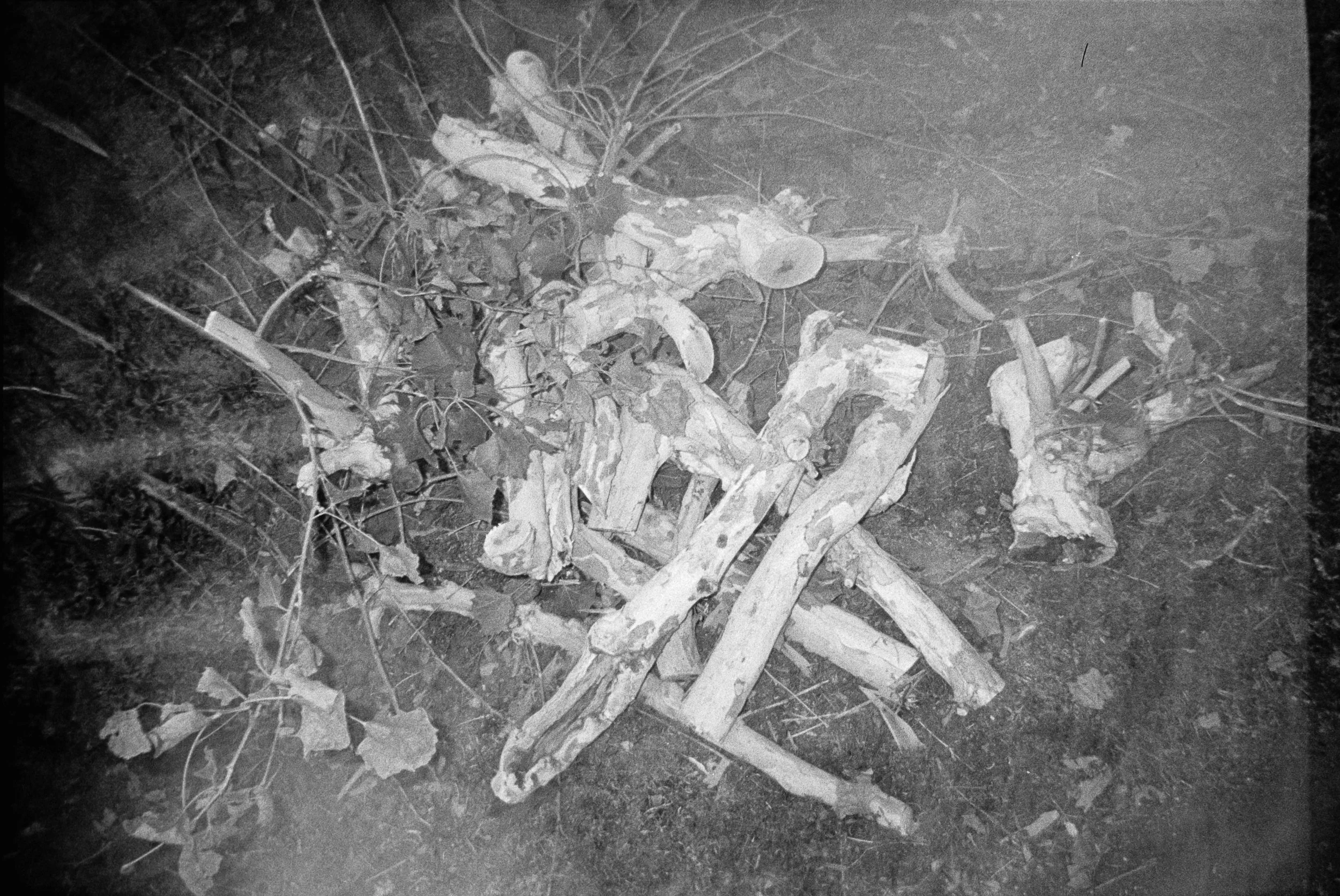A pile of dead branches, scattered on the ground amidst leaves and twigs, captured in black and white.