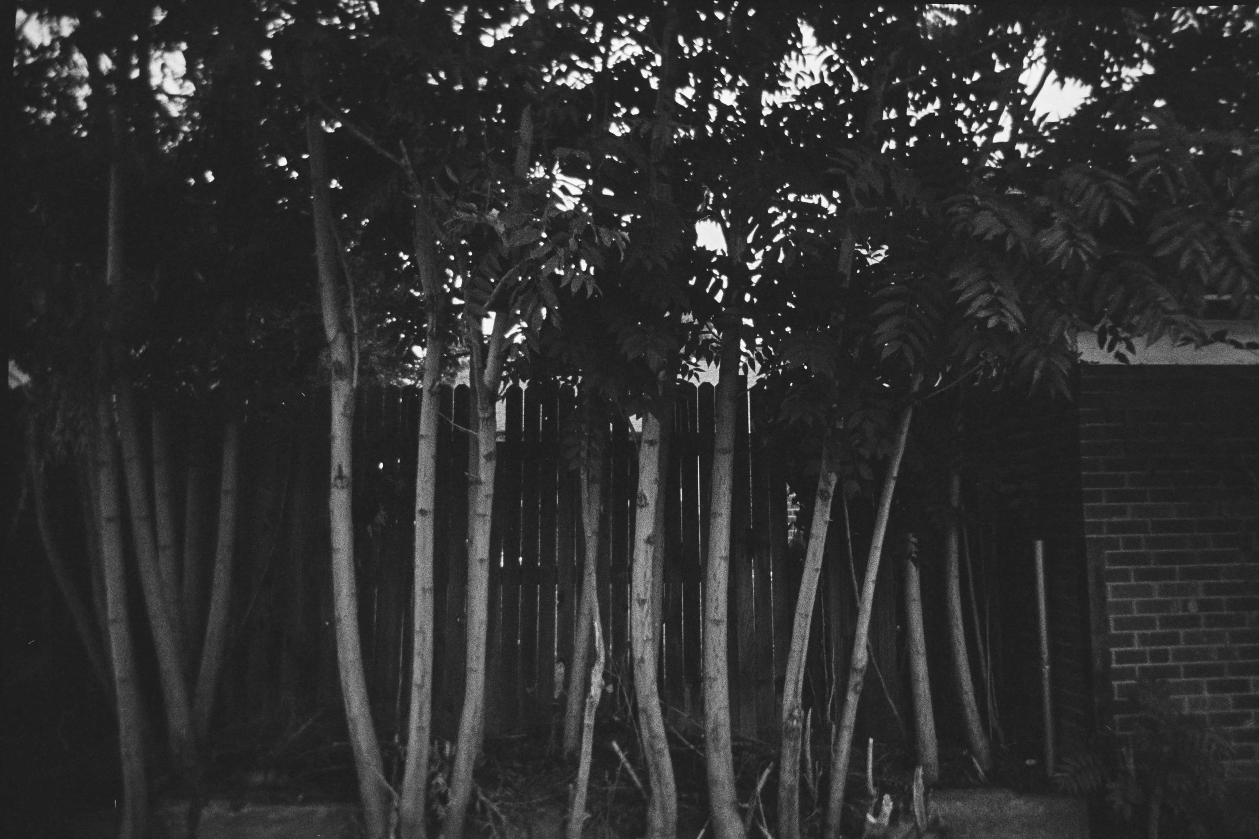 Black and white photo of a backyard scene with a cluster of tall trees and a wooden fence behind them. Part of a brick structure is visible on the right side.