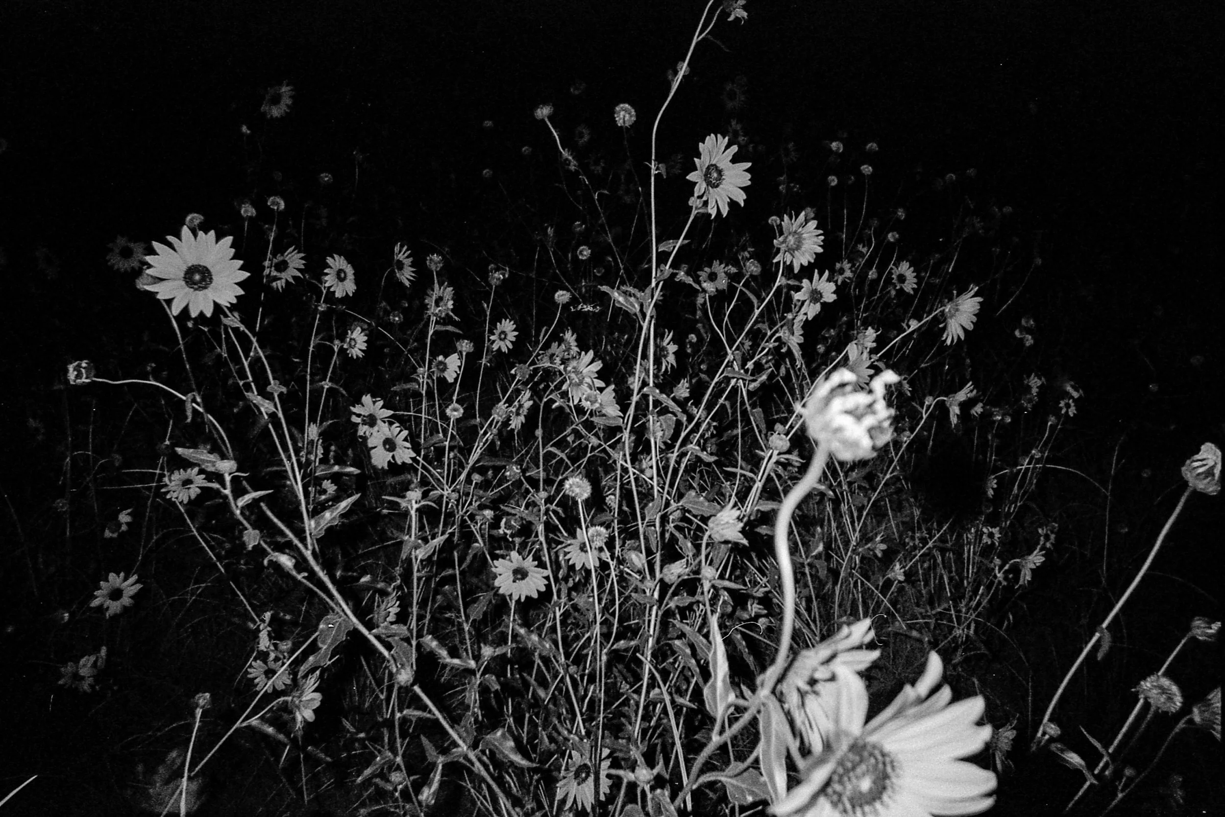 Black and white photo of wildflowers, with most standing tall and one in the foreground bent and withered.