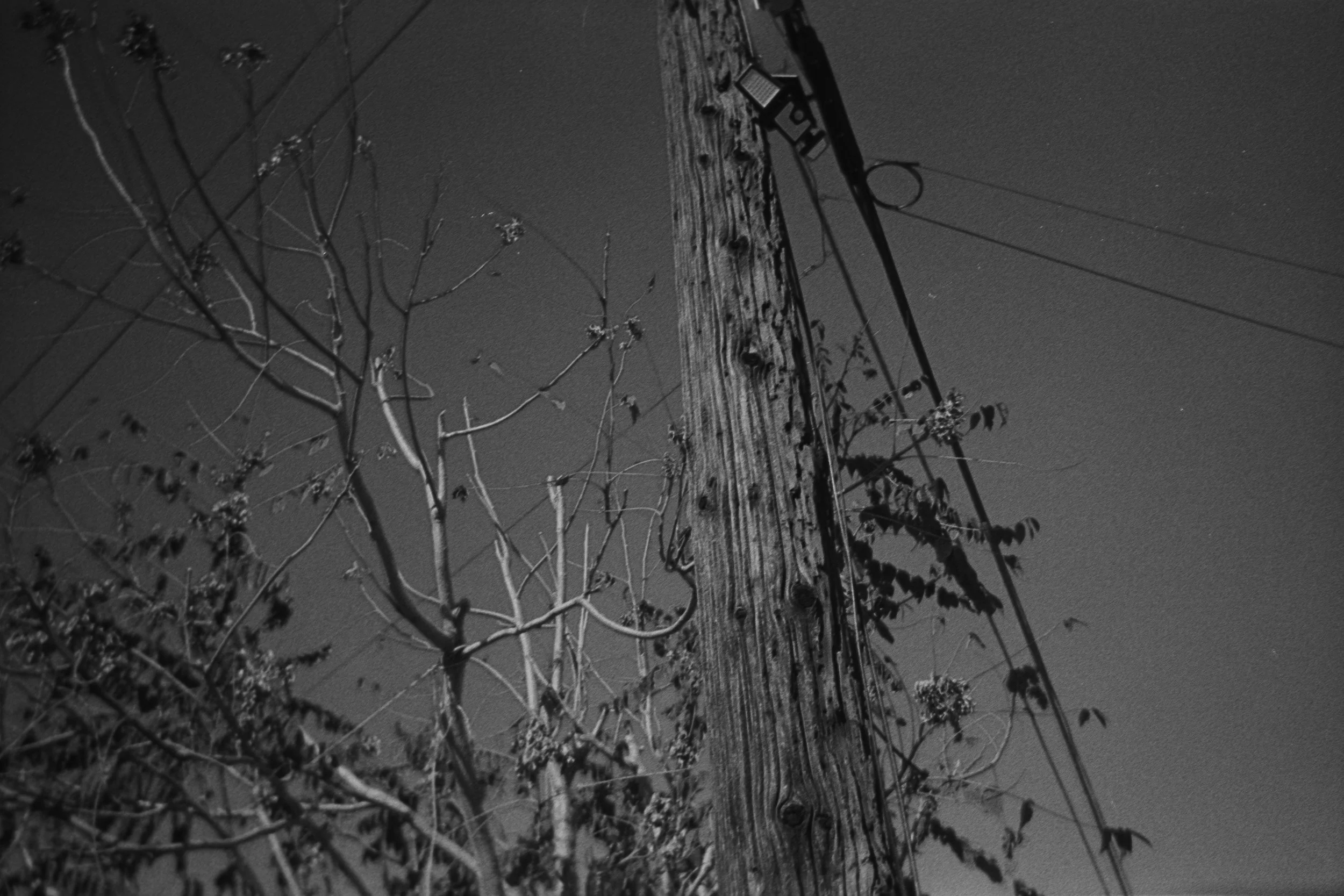 Black and white photo of a weathered wooden utility pole with electrical wires and leafless branches against a dark sky.