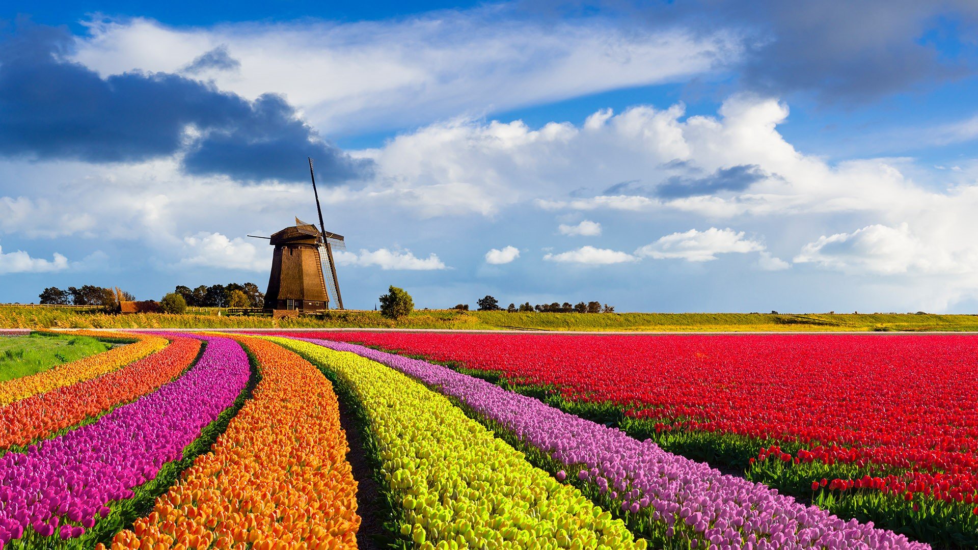 Tulip.jpg