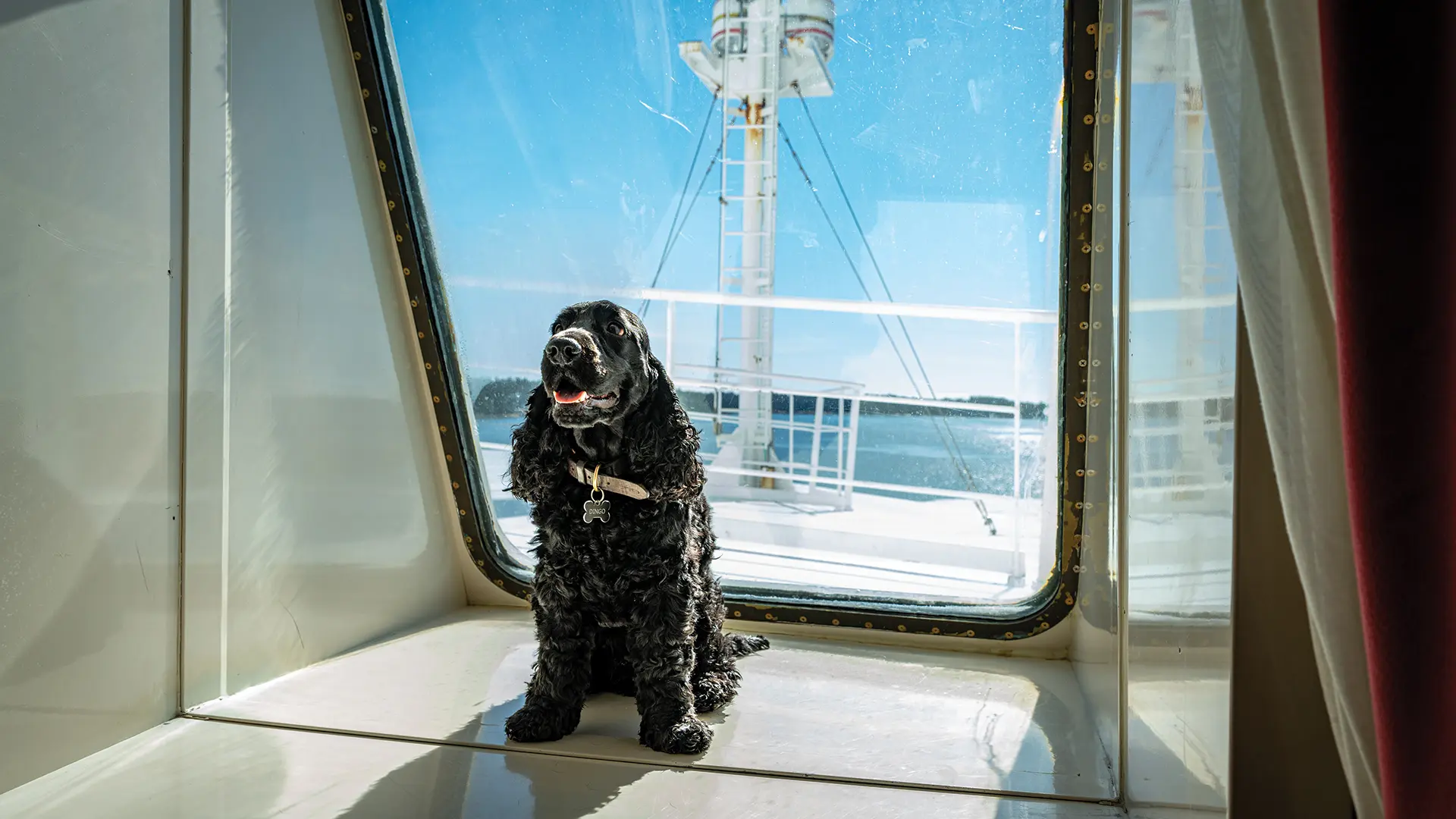 Fähre mit Hund: Entspannt über das Meer – Planung, Ablauf &amp; Tipps