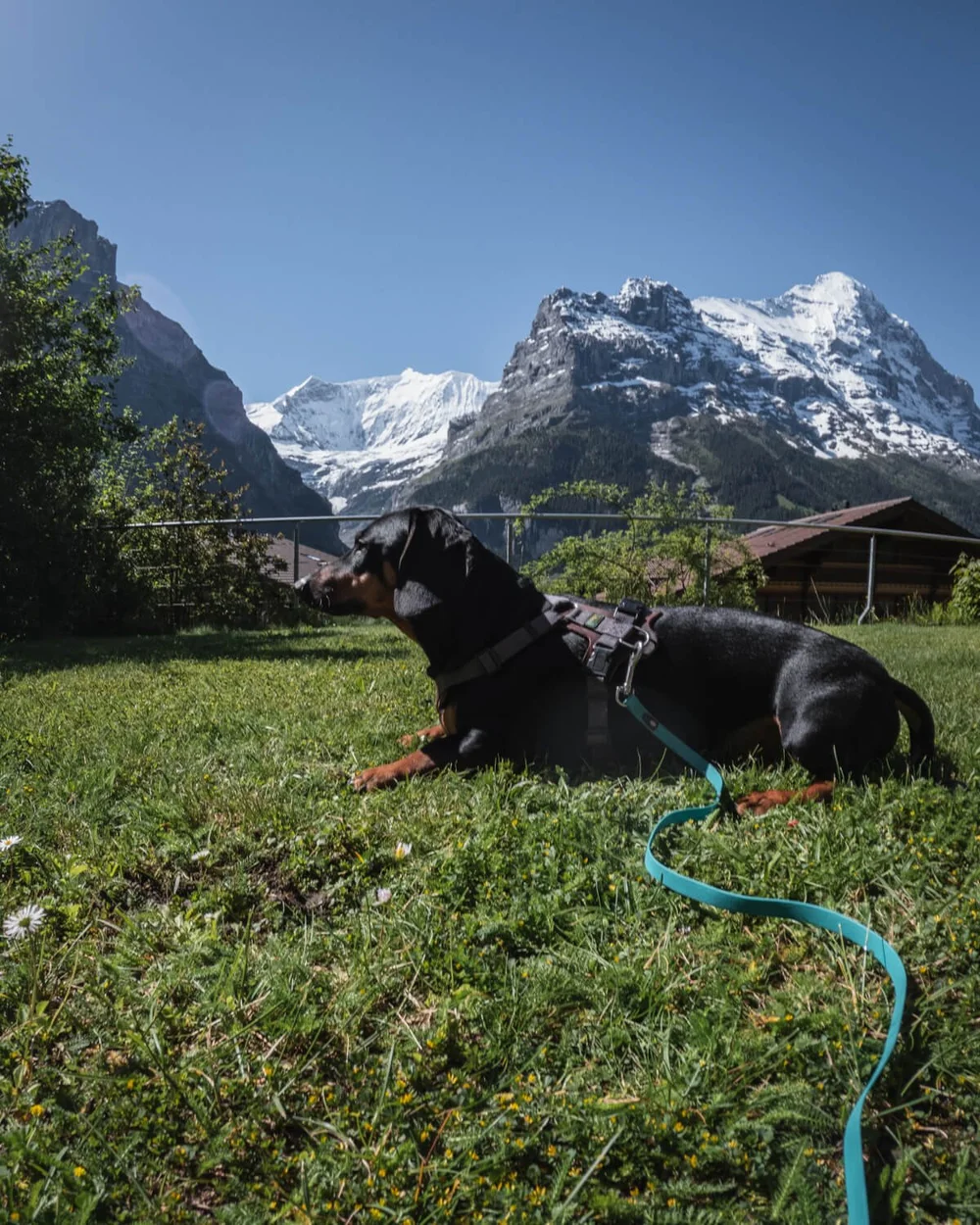 grindelwald-schweiz-appartement-mit-hund.jpg