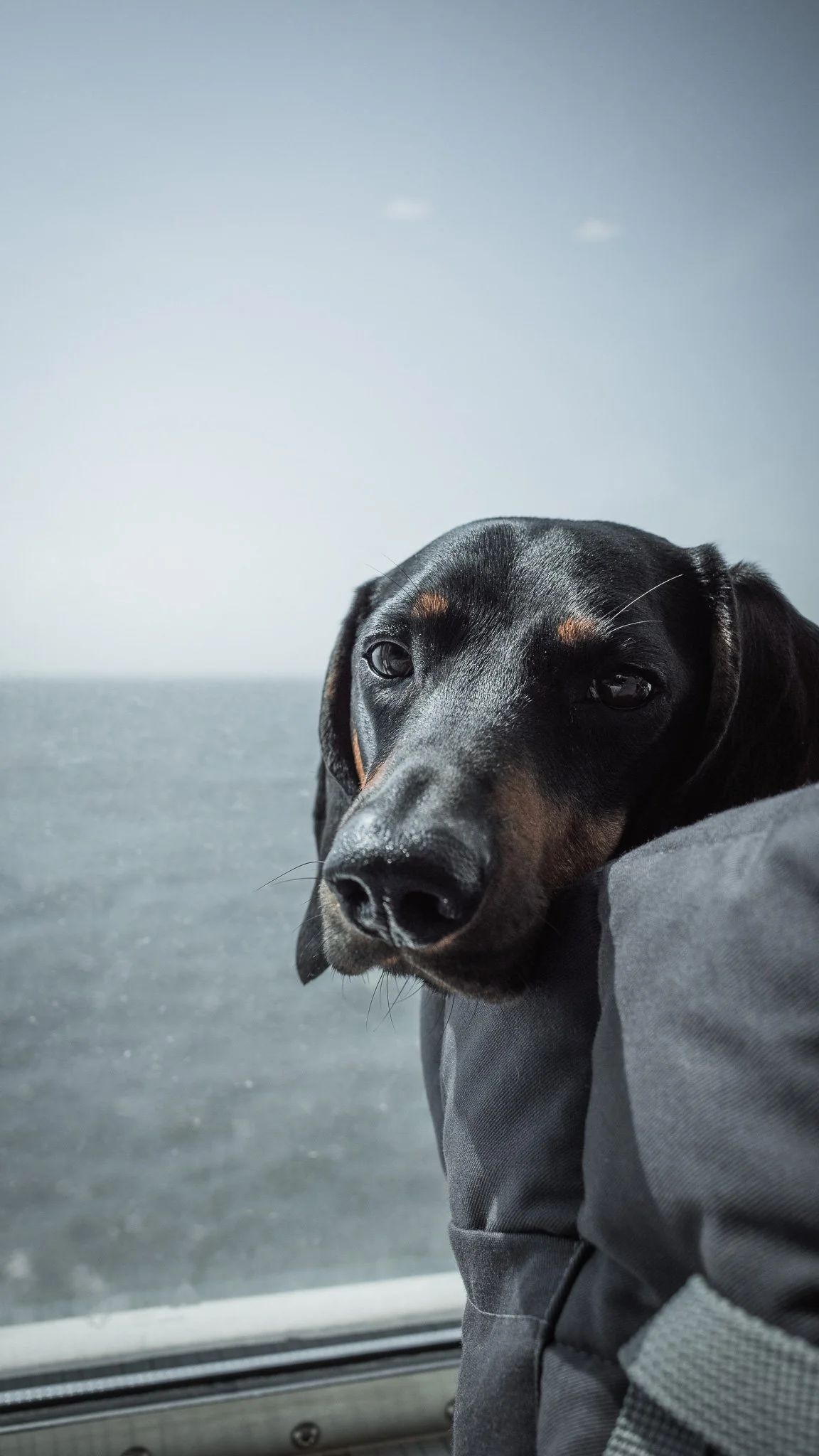 hund-auf-faehrfahrt.jpg