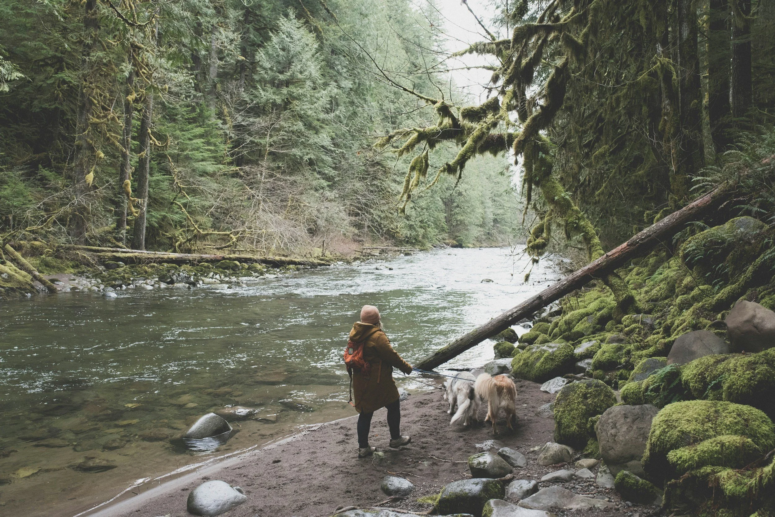 Person mit zwei Hunden steht an einem Flussufer im Wald.