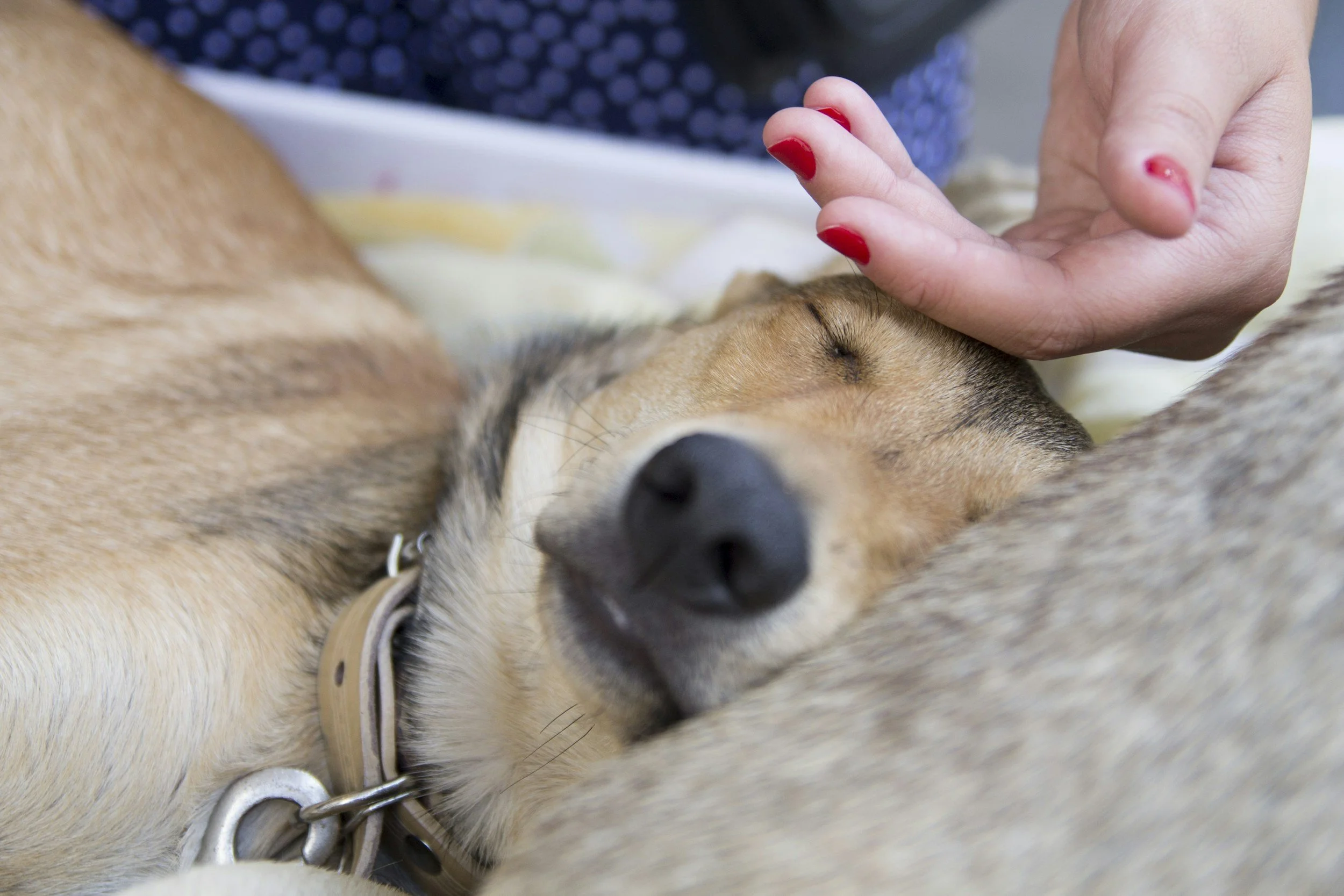 Mensch fühlt die Stirn einen Hundes