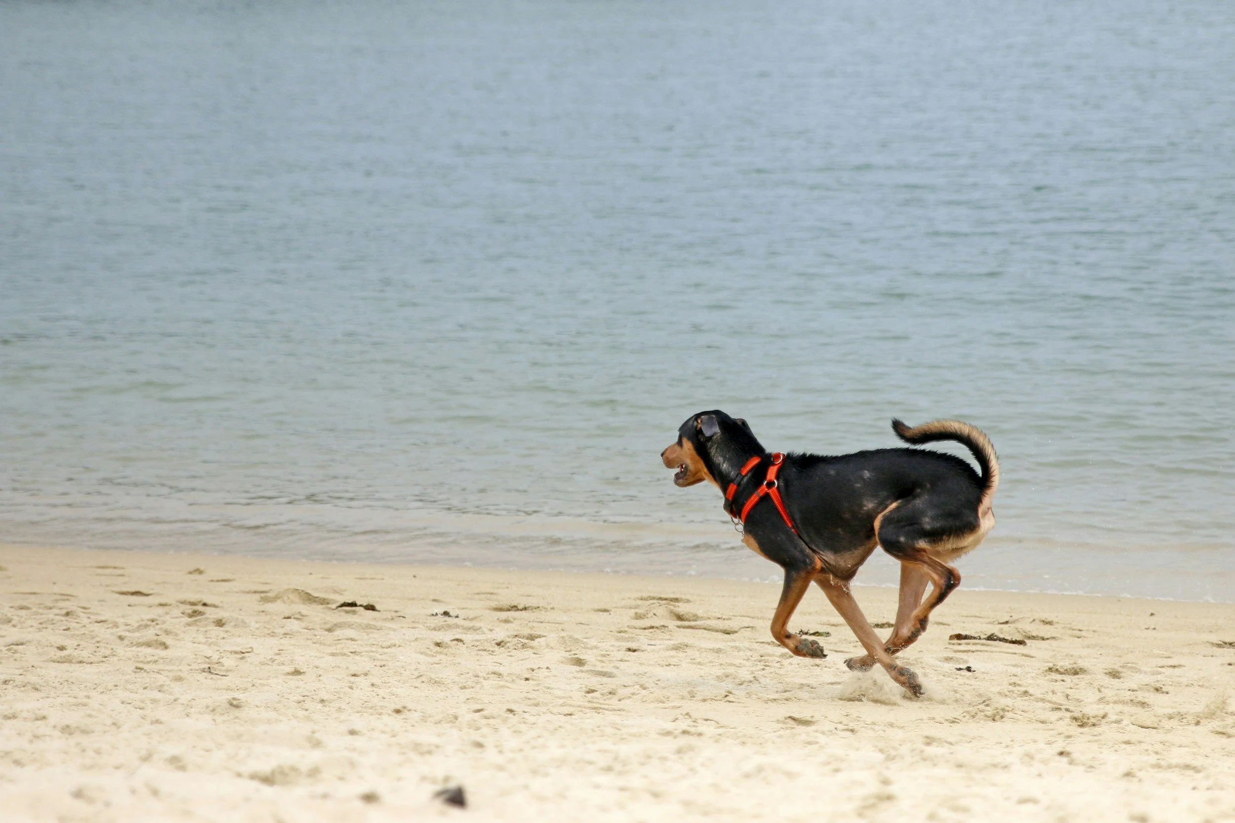Hund am Strand rennt