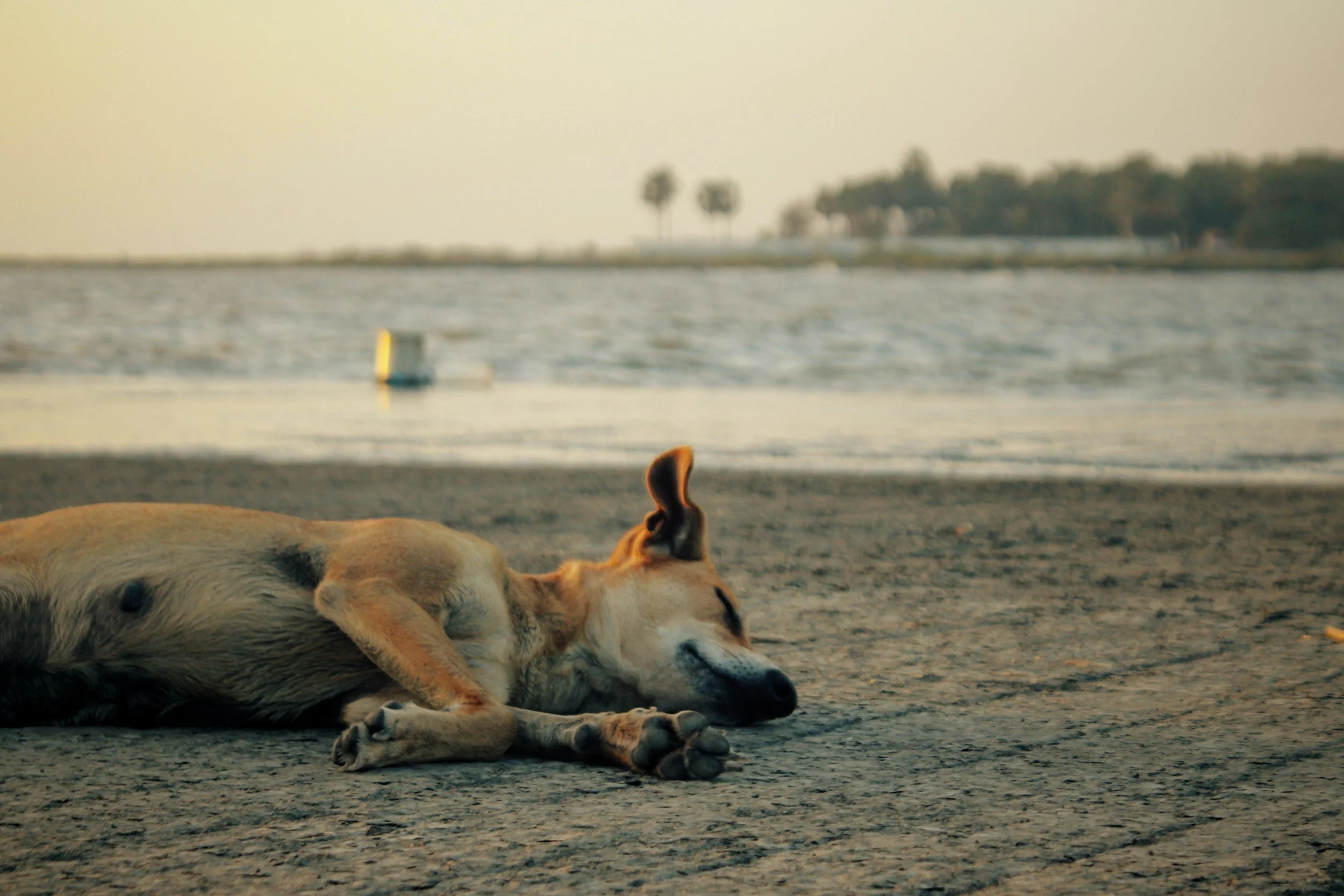 Hund am Strand